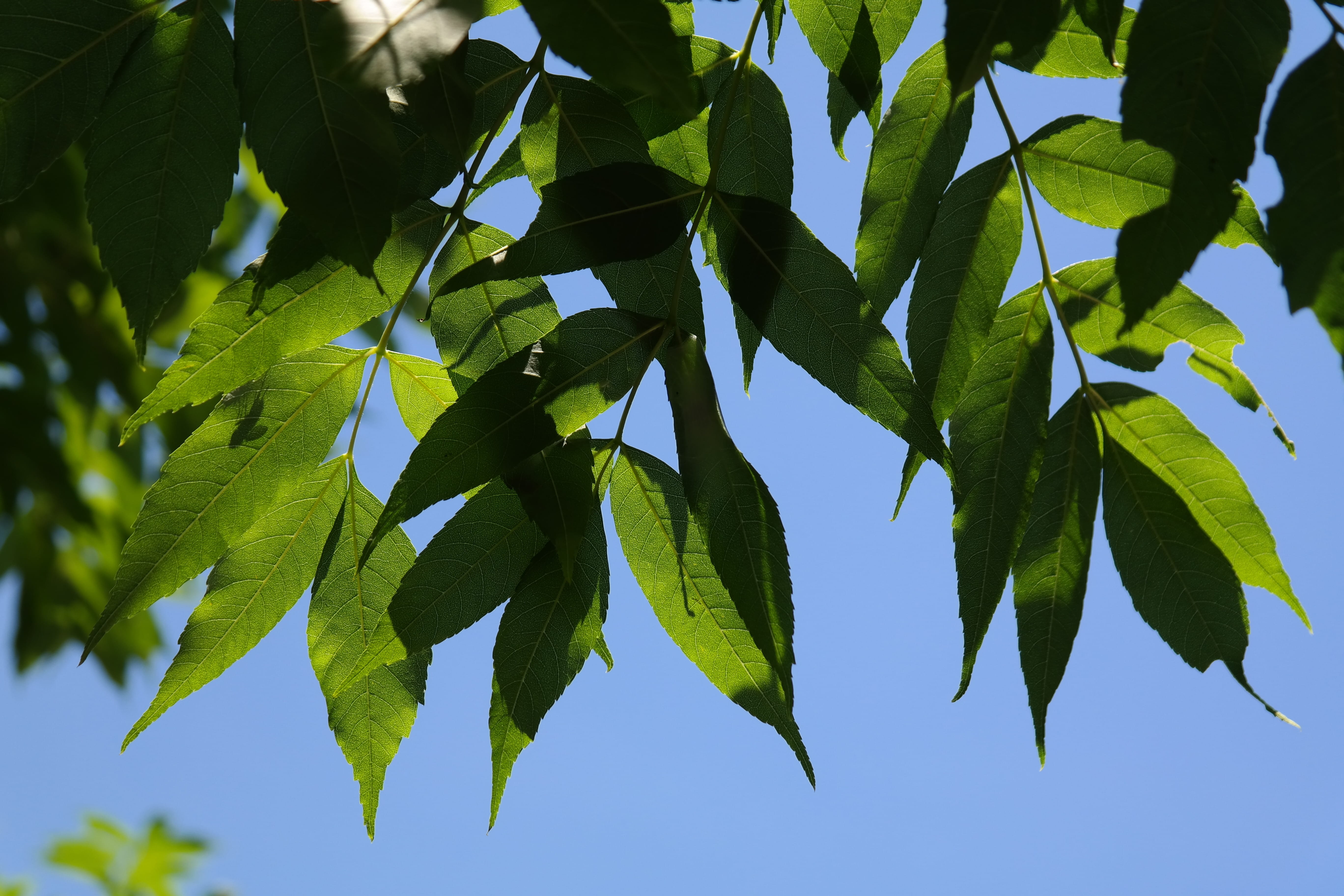 fraxinus excelsior, outdoors, Green, blue, sunlight, 5K, leaf, plant, beauty in nature, Green, clear sky, tranquility, no people, sky, commercial hardwood, HD Wallpaper