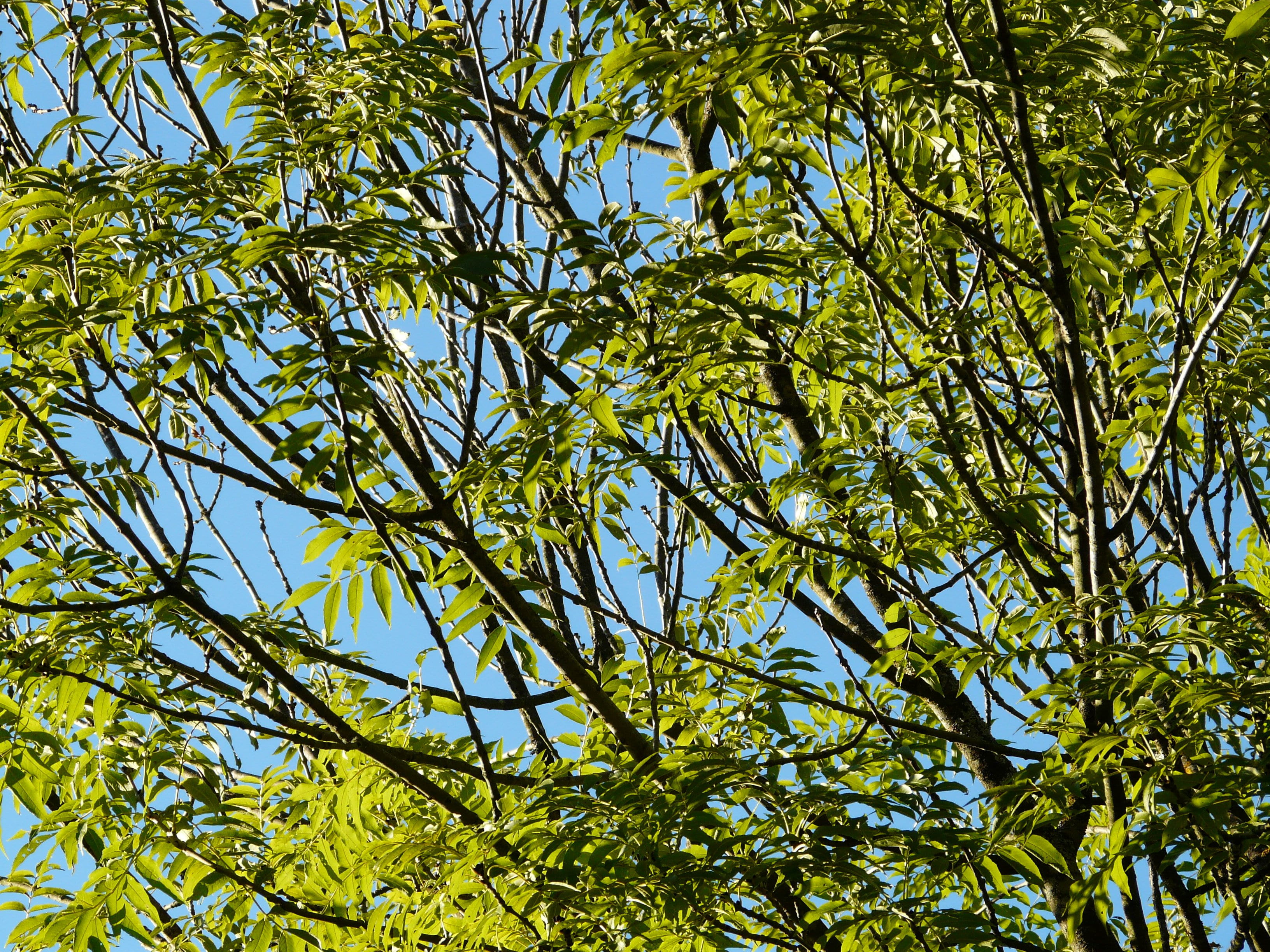 day, plant, beauty in nature, sunlight, tree canopy, leaves, growth, plant part, common ash, tree, full frame, ash, tranquility, no people, close-up, freshness, HD Wallpaper