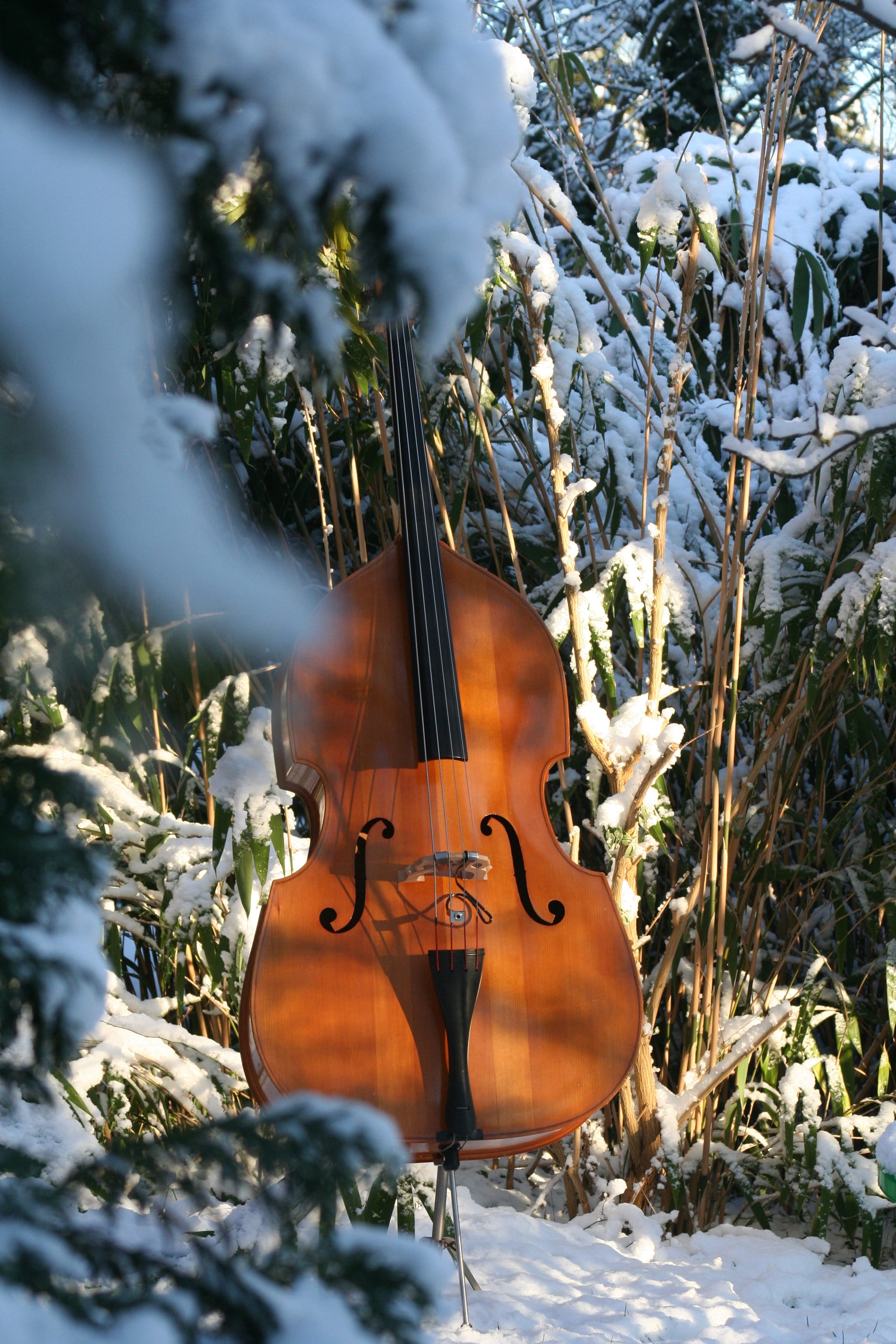 no people, string instrument, music, arts culture and entertainment, violin, instrument, beauty in nature, tree, musical instrument string, winter trees, Phone HD Wallpaper