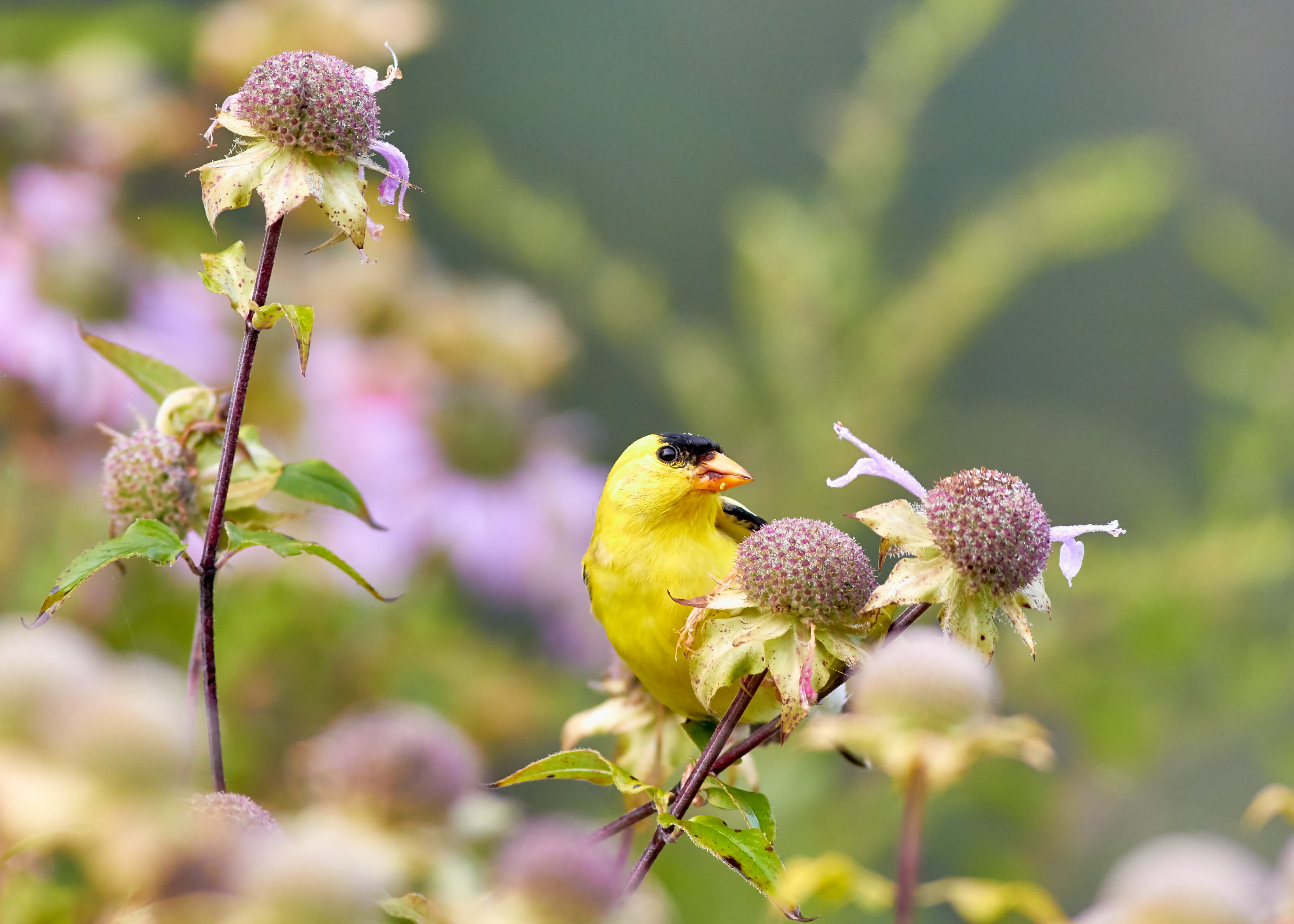 bokeh, orange, closeup, goldfinch, backgrounds, summer, purple, springtime, leaf, tree, animal, twig, wildlife, yellow, day, focu, small, american goldfinch, HD Wallpaper