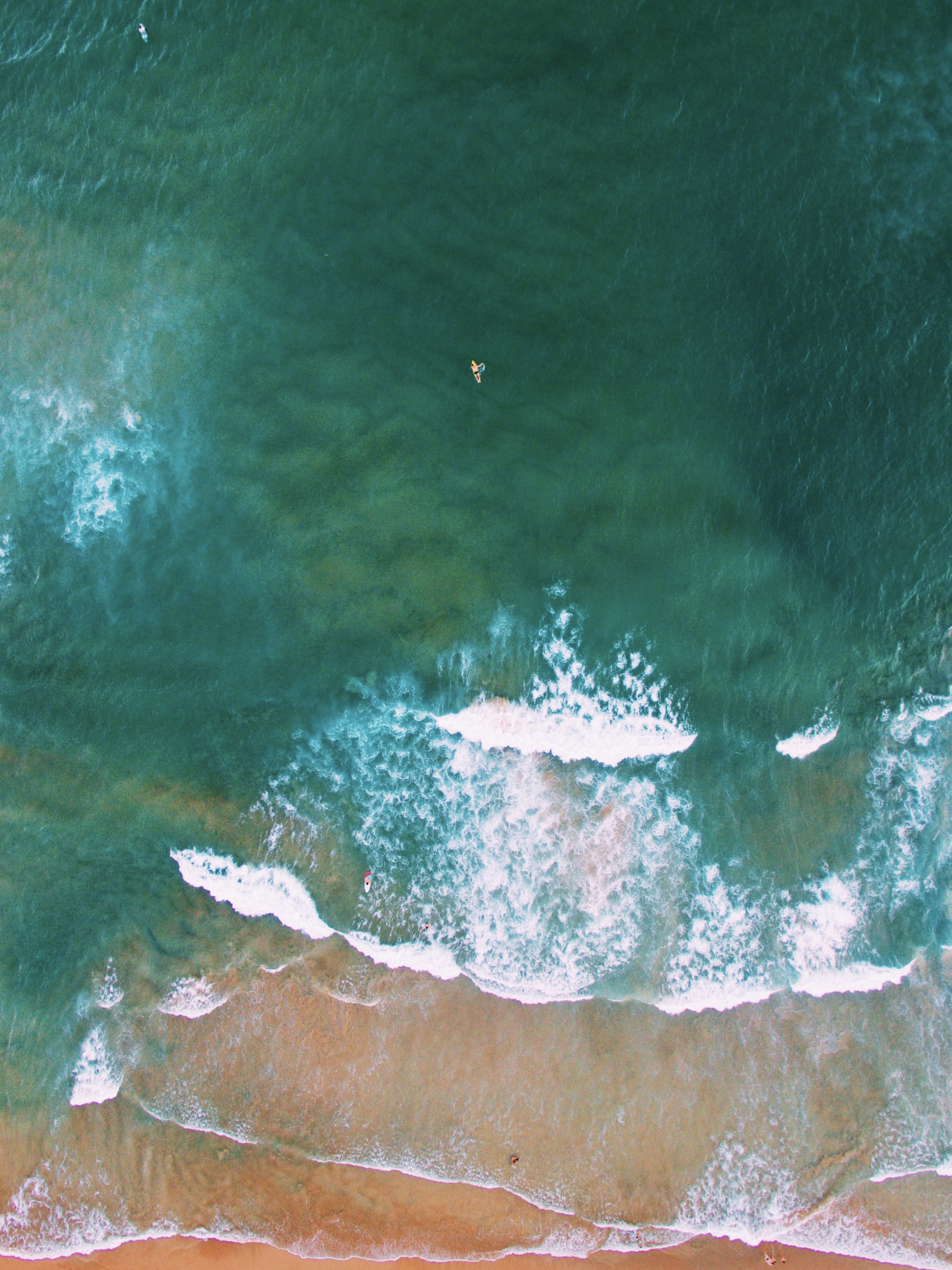 outdoors, sea, surf, animal wildlife, animal, summer, day, animals in the wild, animal themes, bird, high angle view, nature, armação dos búzios, sport, Phone HD Wallpaper