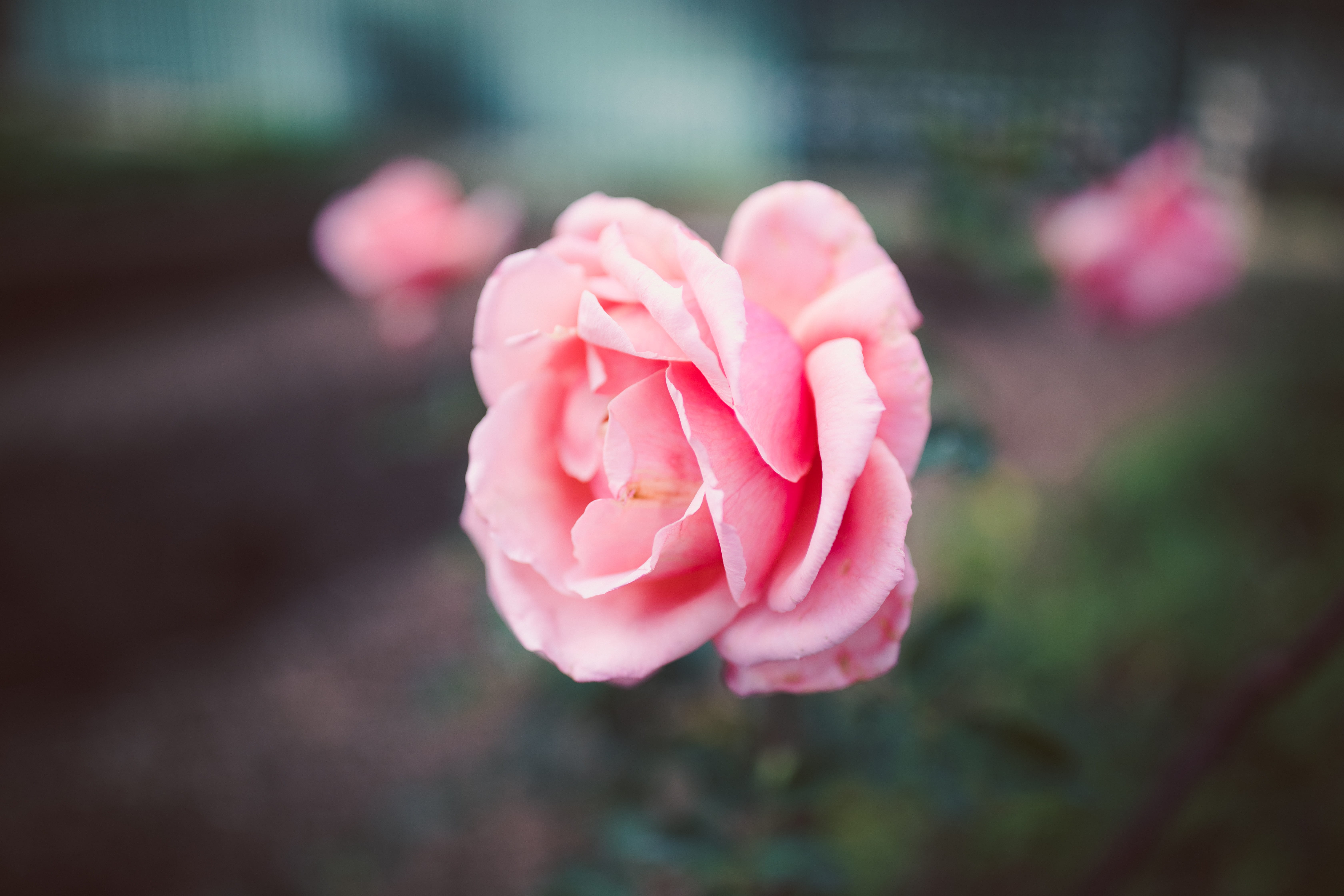 5K, petal, day, leisure activities, rose - flower, accessories, veins, bud, nature, beauty in nature, freshness, fragility, outdoors, selective focus, HD Wallpaper