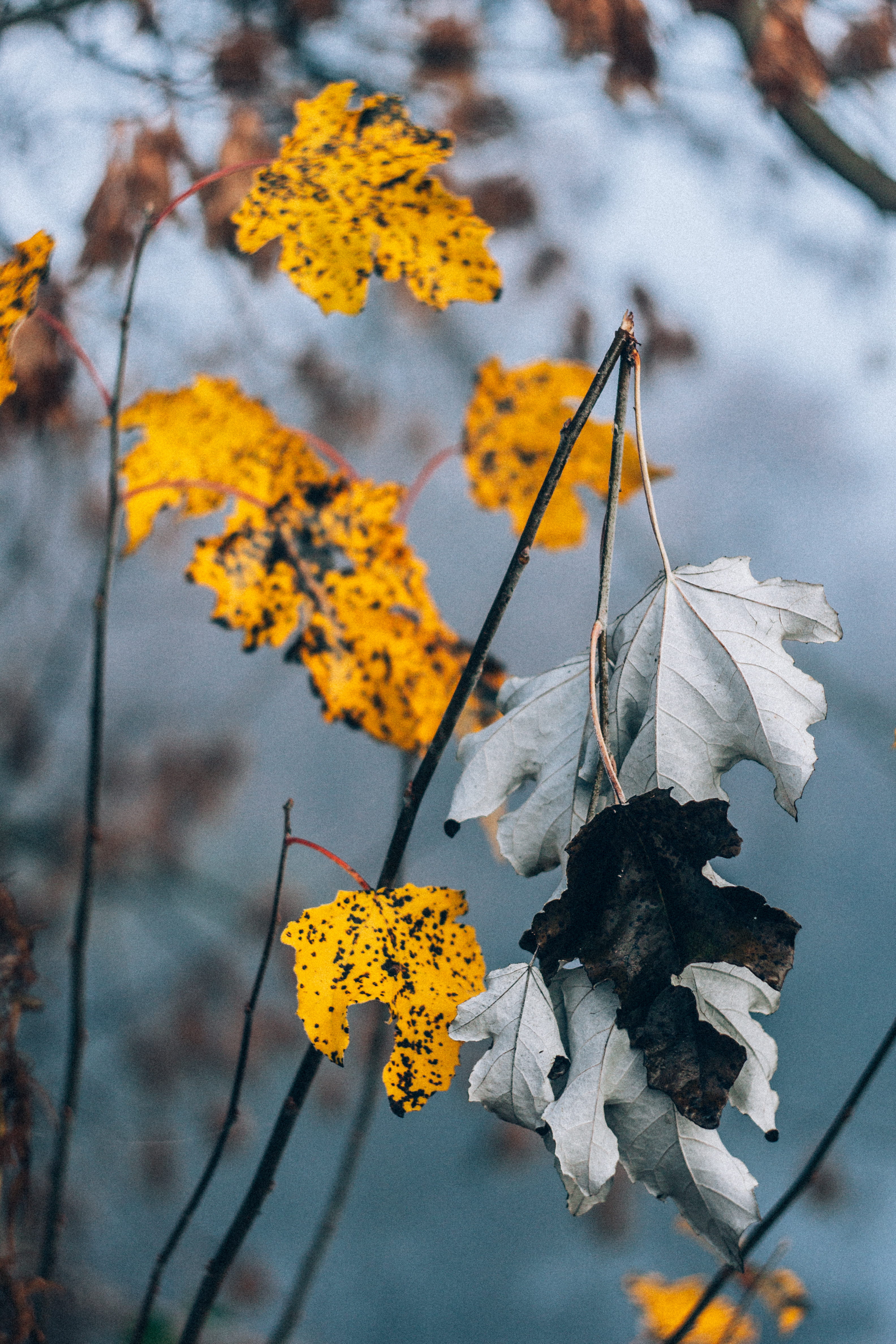 wilted plant, brie, flower head, plant part, pollen, freshness, branch, autumn, bag, day, tree trunk, animal, focus on foreground, beauty in nature, light, Phone HD Wallpaper