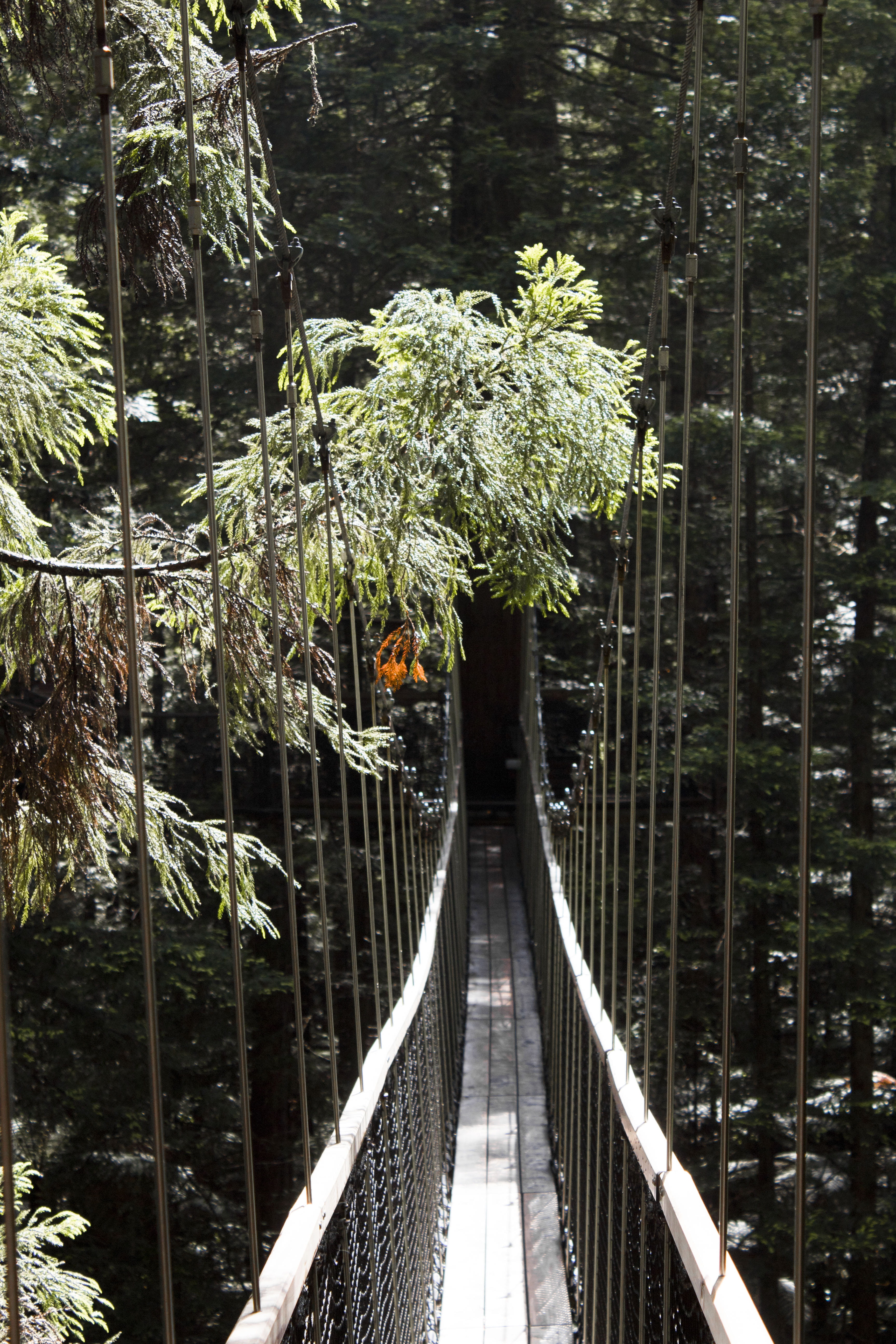 rope bridge, outdoors, daytime, railing, boardwalk, handrail, leisure activities, garden, growth, arbour, bamboo, bridge - man made structure, beauty in nature, Phone HD Wallpaper