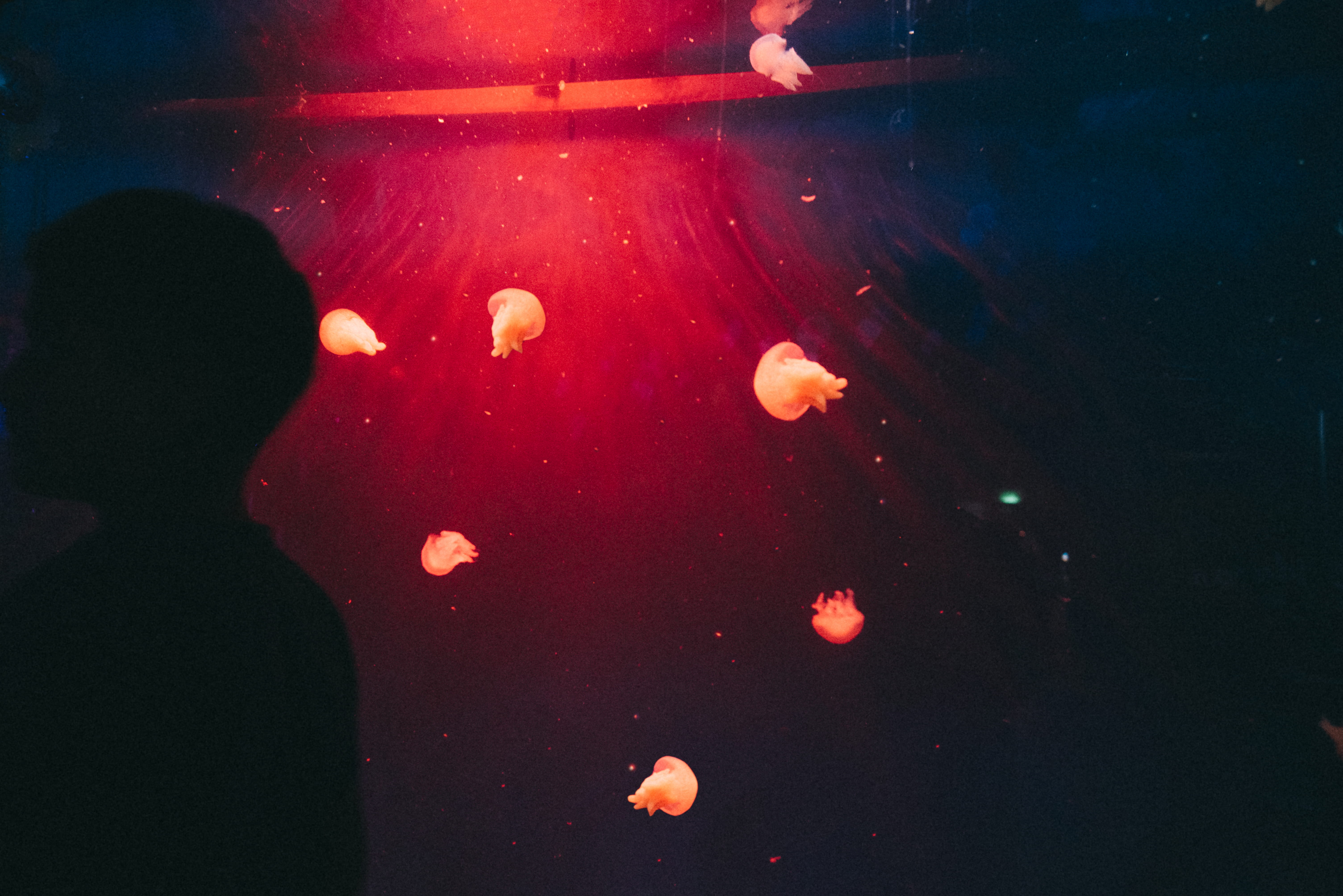 real people, arcade game machine, fish, looking, animal wildlife, rear view, invertebrate, nightlife, flare, silhouette, koi, carp, childhood, stain, led, HD Wallpaper