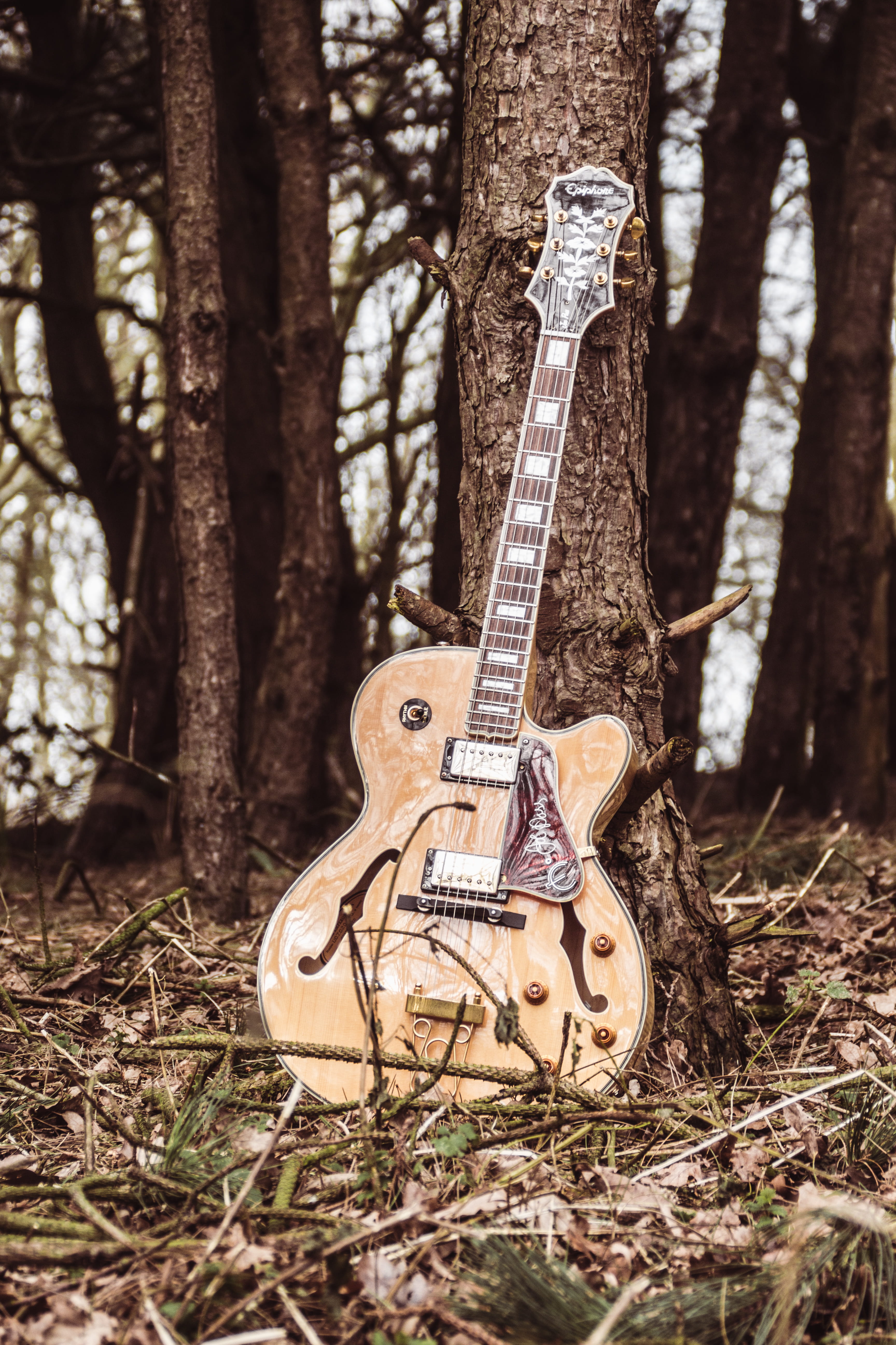 focus on foreground, tree trunk, nature, strings, electric, joe pass, 5K, musical instrument string, instrument, day, no people, music, tree, trunk, trees, Phone HD Wallpaper