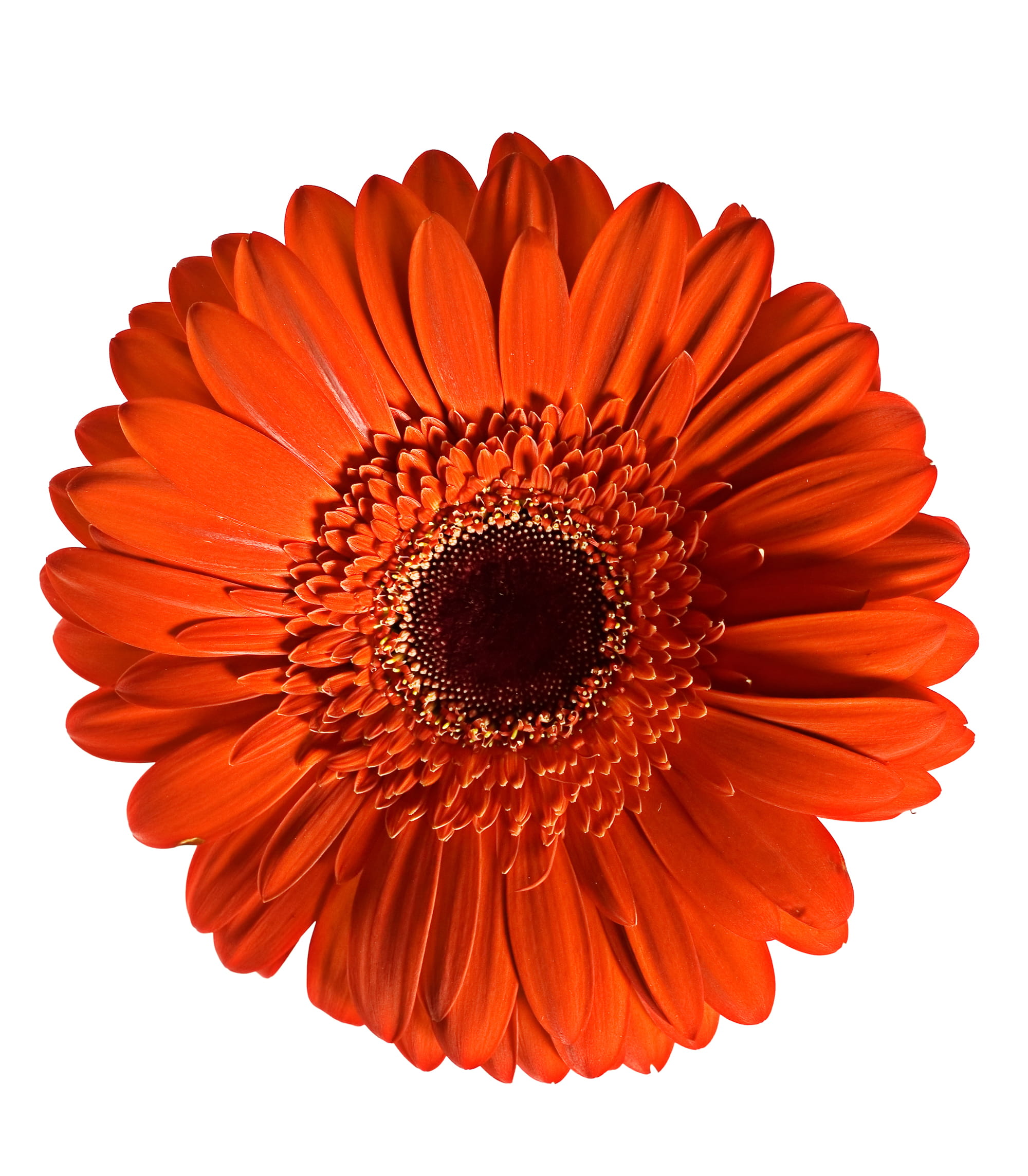 flower, spring, botany, floral, white background, daisy, close-up, gerbera, gerber, red, flora, vulnerability, botanical, 1080P, beautiful, bloom, inflorescence, Phone HD Wallpaper