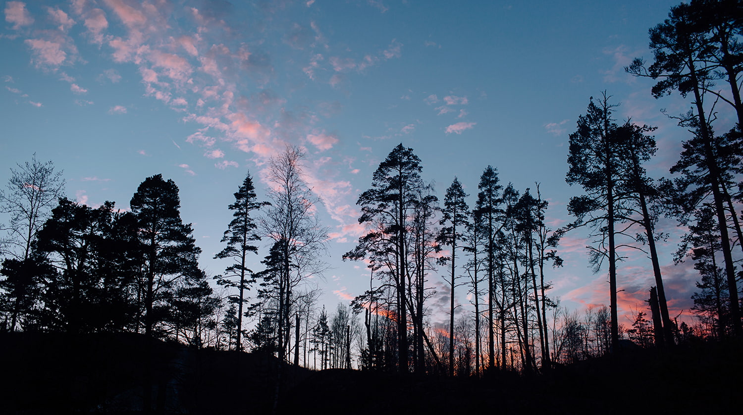 forest, sky, Russia, evening, 720P, nature, sunset, trees, Karelia, HD Wallpaper