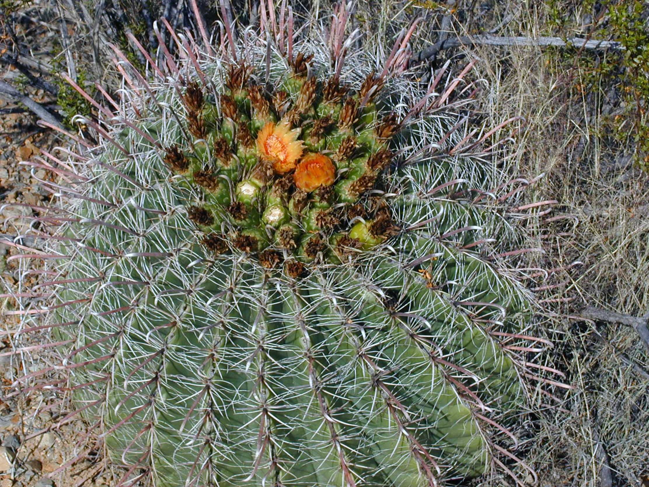 beauty in nature, needle - plant part, tranquility, no people, freshness, outdoors, day, nature, plant, growth, steno cactus, sharp, field, green color, HD Wallpaper