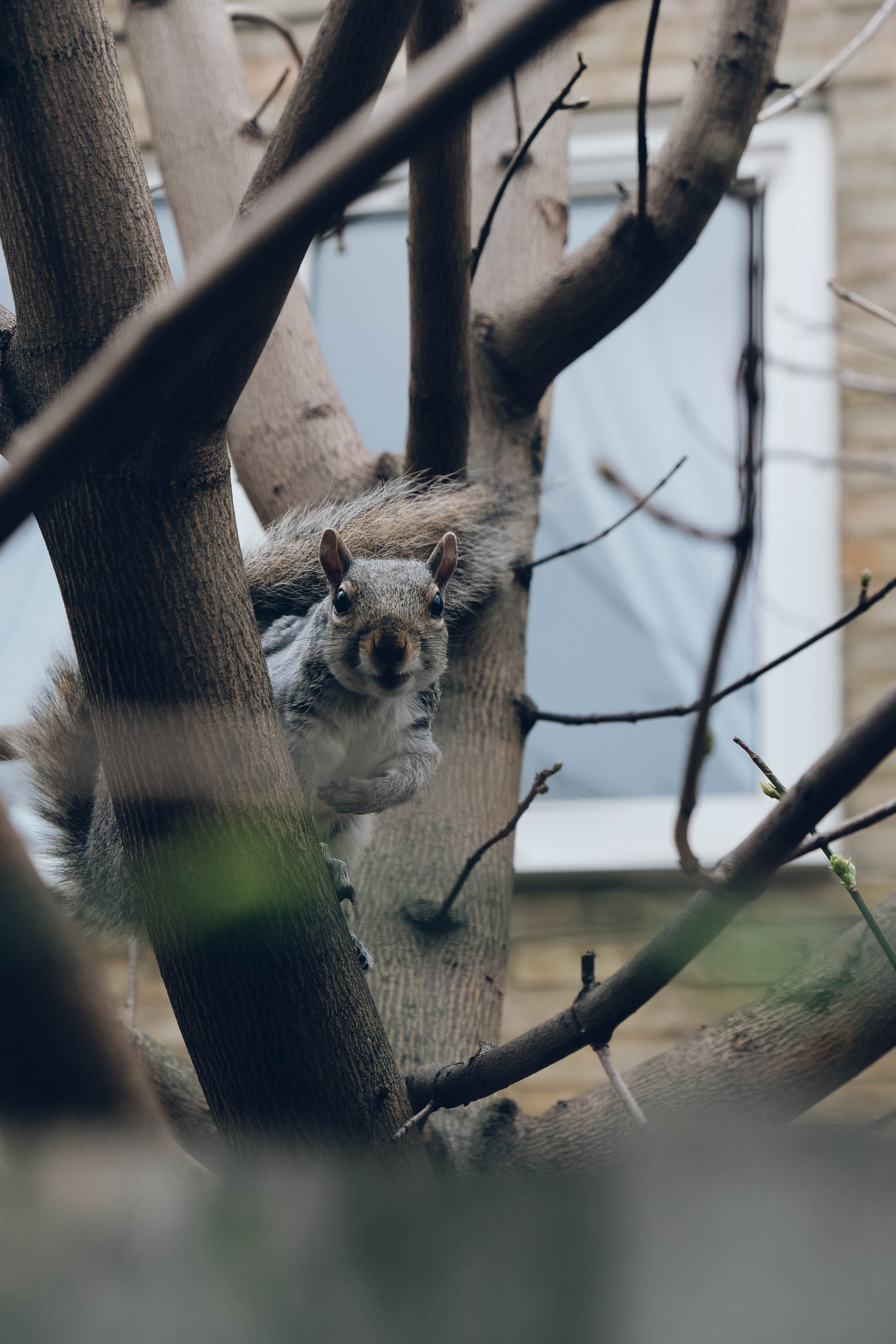 photo, bear, rodent, plywood, one animal, selective, lemur, wildlife, porcupine, possum, animals in captivity, furniture, zoo, focus on background, bird, Phone HD Wallpaper