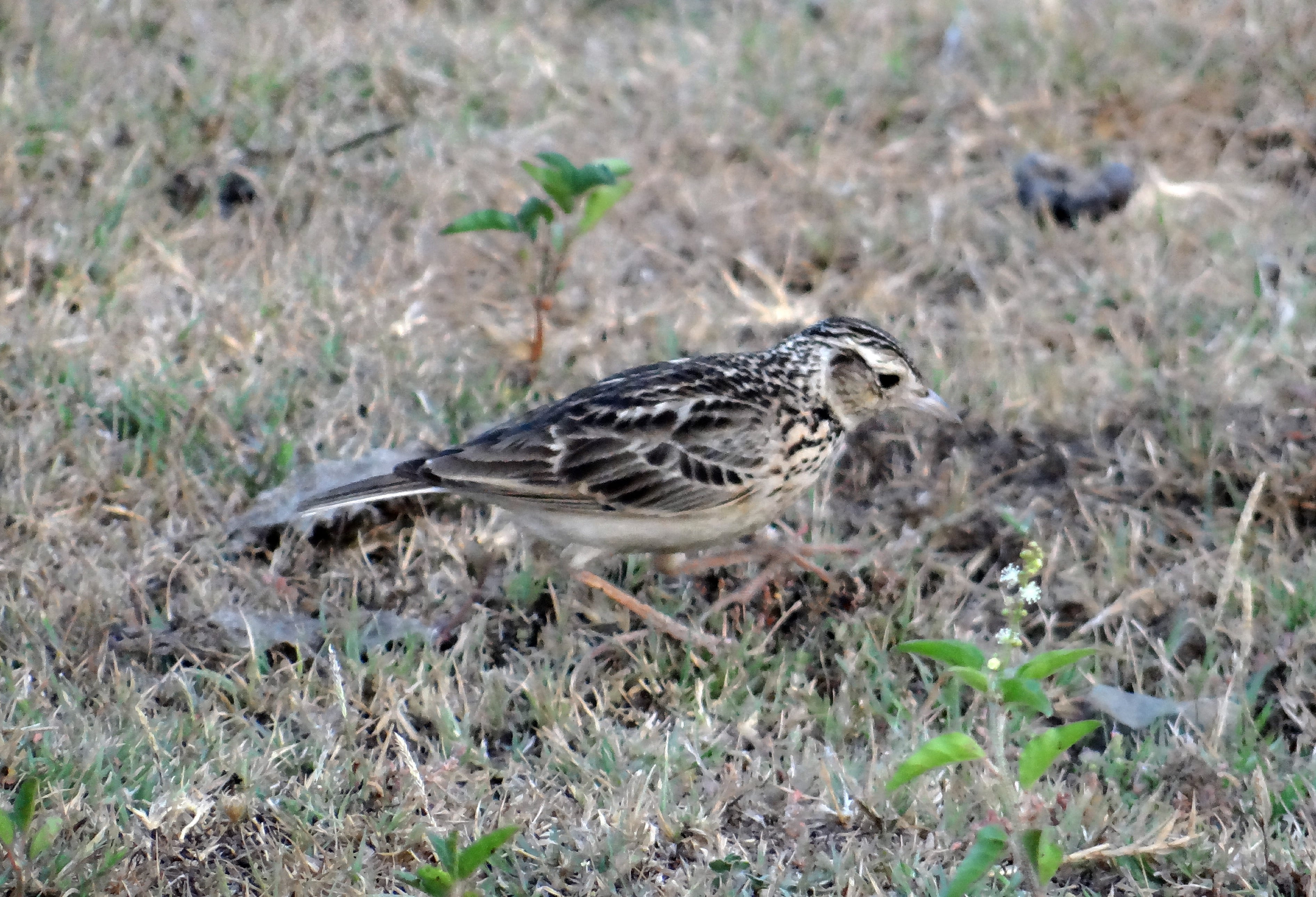 animal themes, side view, fauna, day, vertebrate, avifauna, full length, land, short-toed, one animal, outdoors, nature, Short-Toed Lark, 2K, grass, Bird, HD Wallpaper