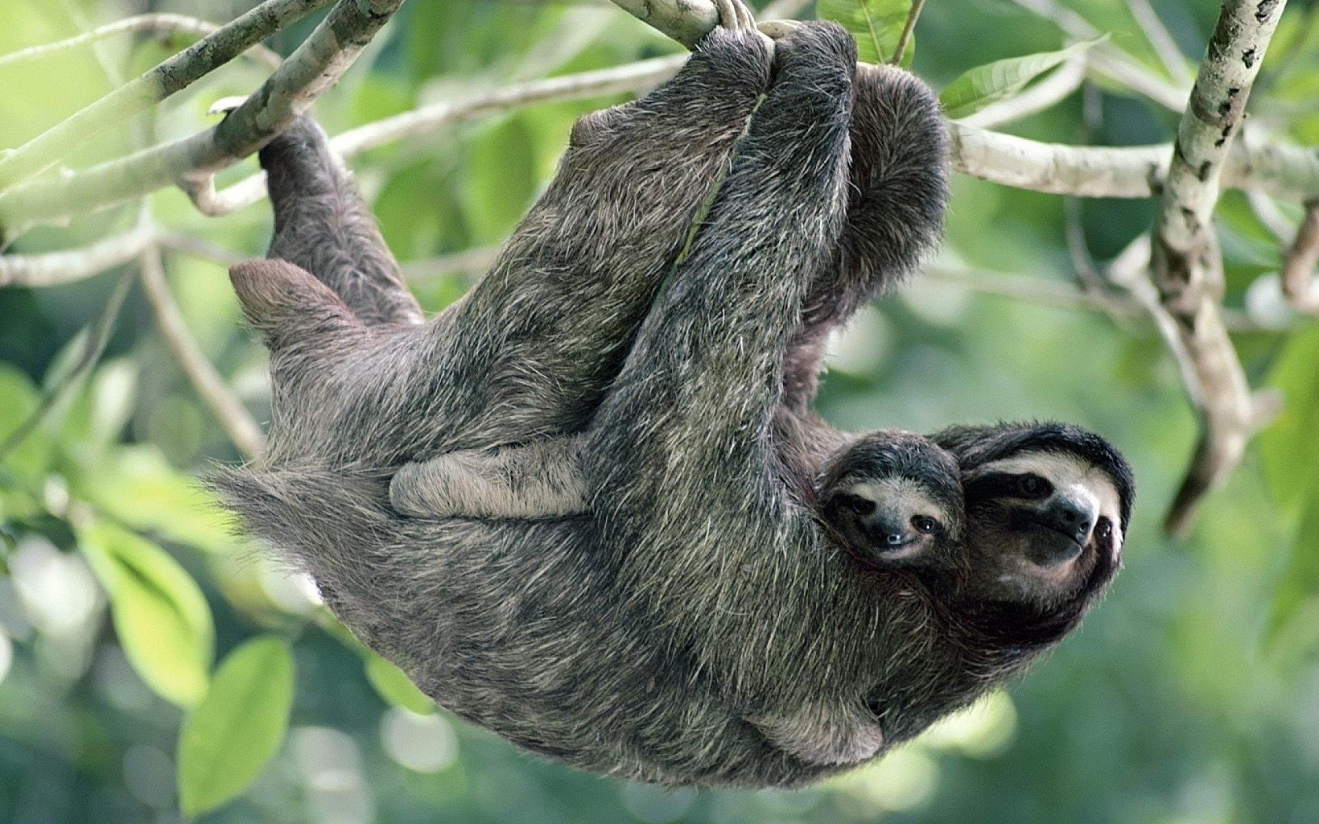 Three-Toed Sloth, Animal, 1080P, HD Wallpaper
