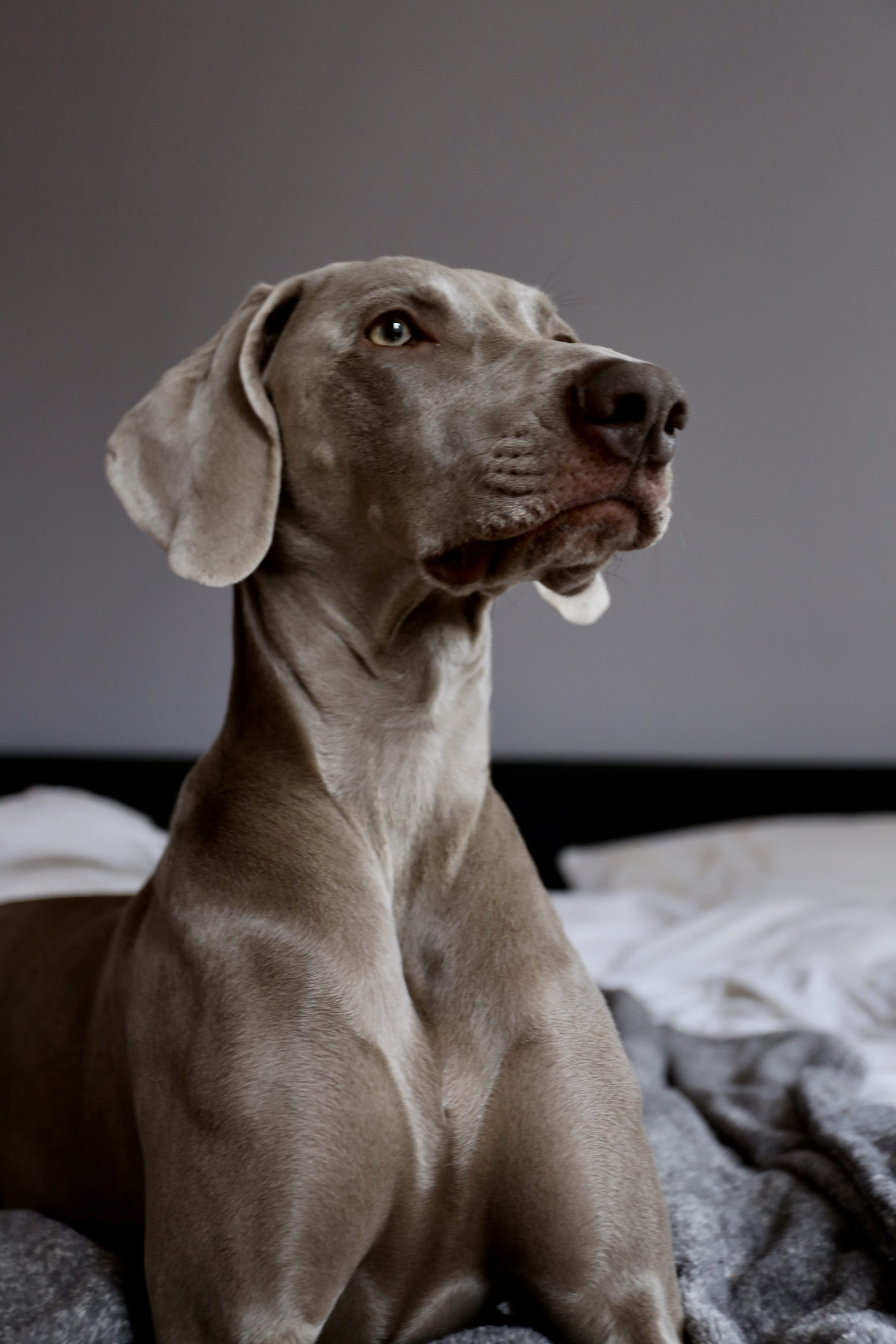 dog, relaxation, great dane, 5K, pointer, furniture, doctor, gray, domestic animals, indoors, one animal, hound, snout, canine, animal themes, sitting, Phone HD Wallpaper