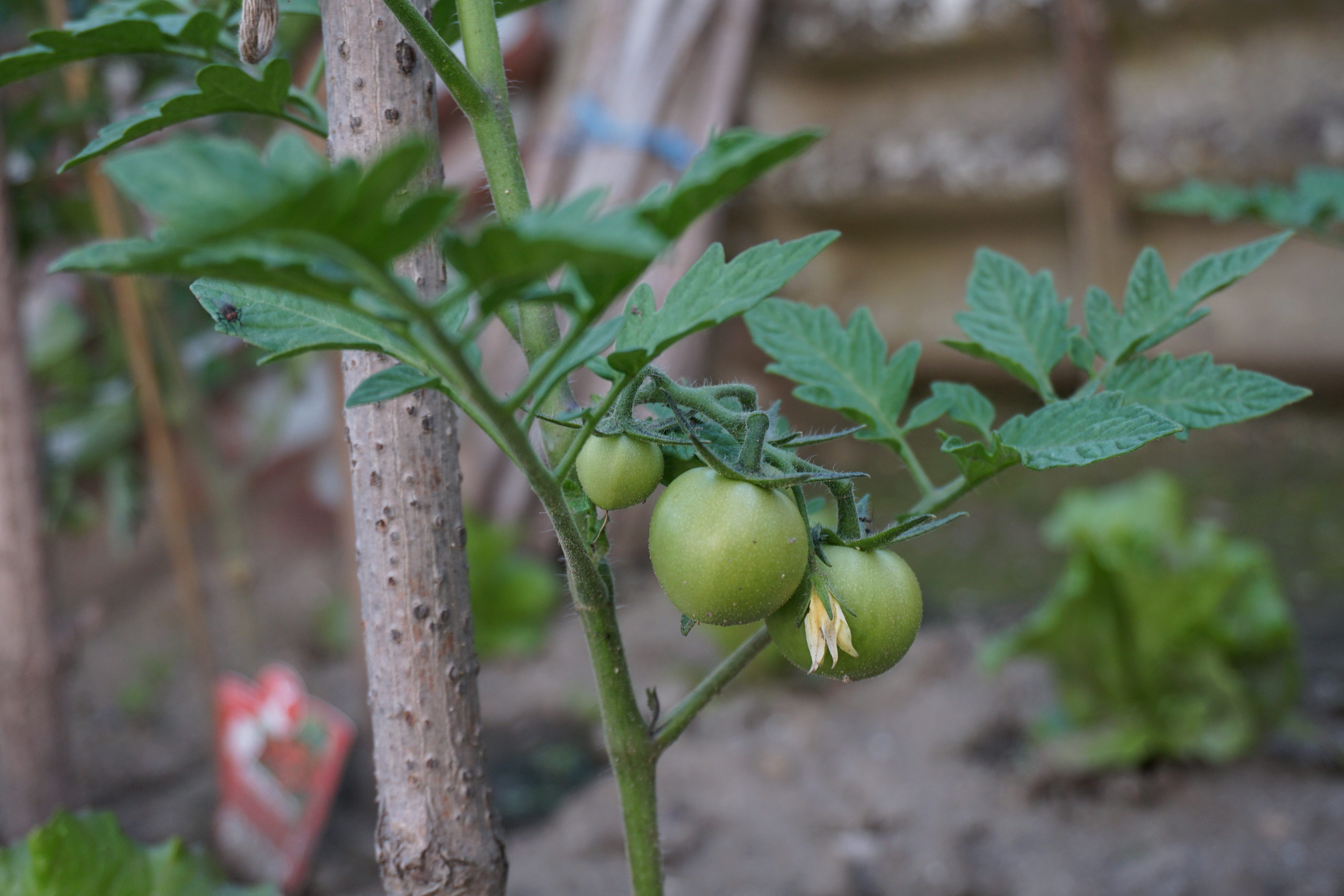 green tomatoes, wellbeing, unripe, no people, tomatoes, vegetable, healthy eating, food and drink, seedling tomato, vegetables, beauty in nature, 5K, close-up, HD Wallpaper