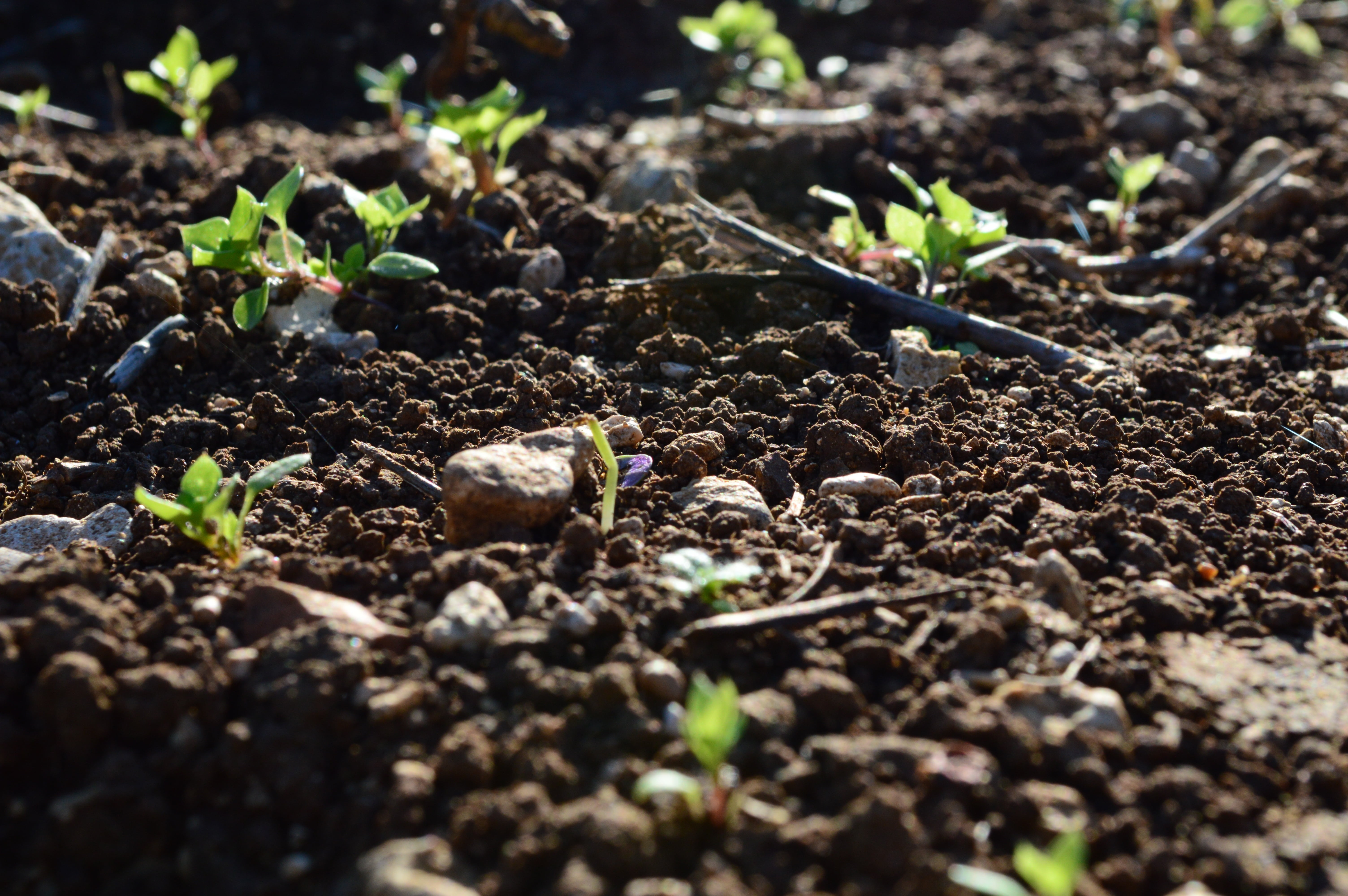 seedling, leaves, small, land, morning, botany, campaign, relax, vegetation, agriculture, growth, garden, relaxation, brown, outdoors, leaf, bloom, summer, HD Wallpaper