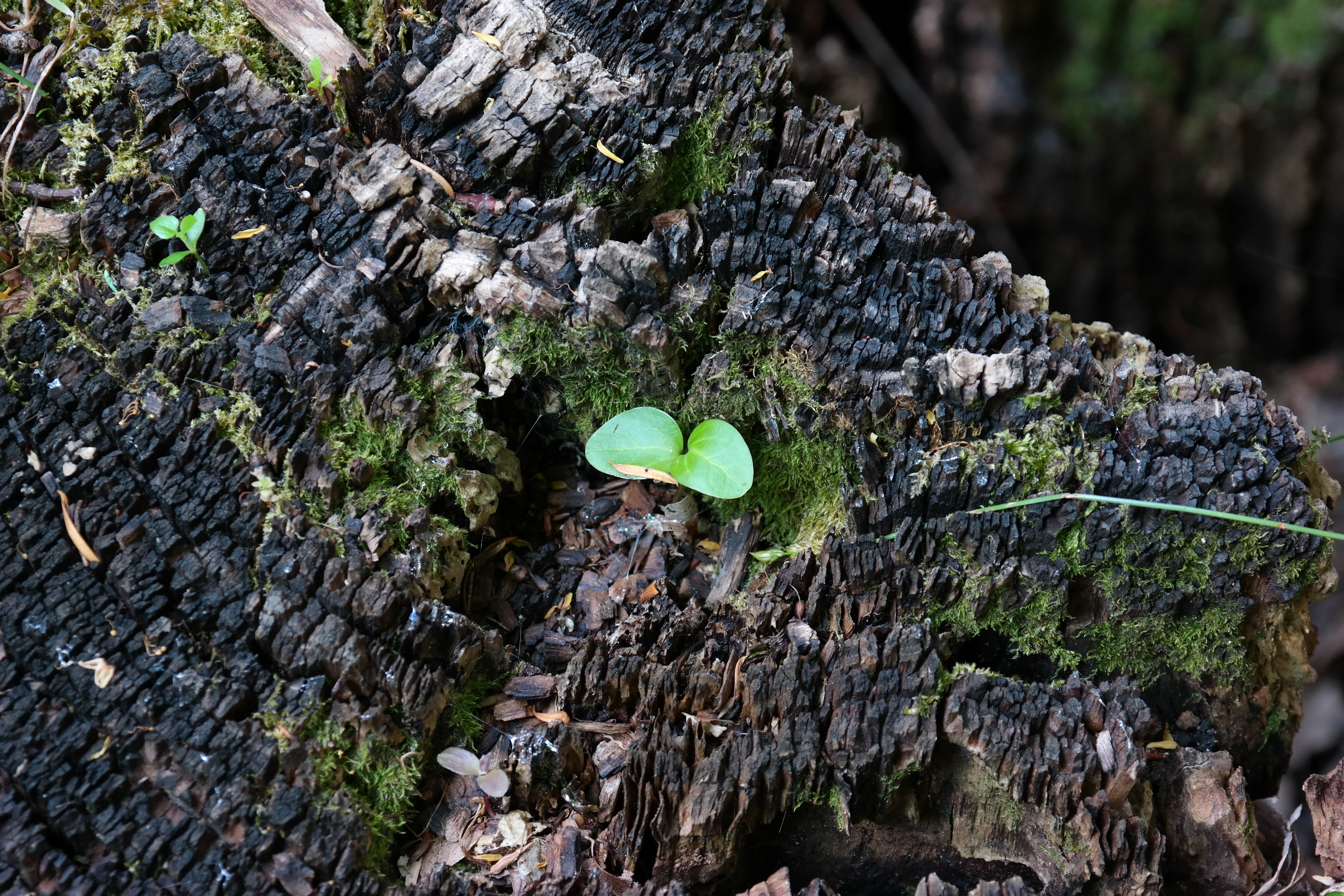 close-up, moss, floorplan, trunk, leaf, tree trunk, plant, growth, 5K, life, green color, textured, day, no people, brown, green, plant part, trees, tree, HD Wallpaper