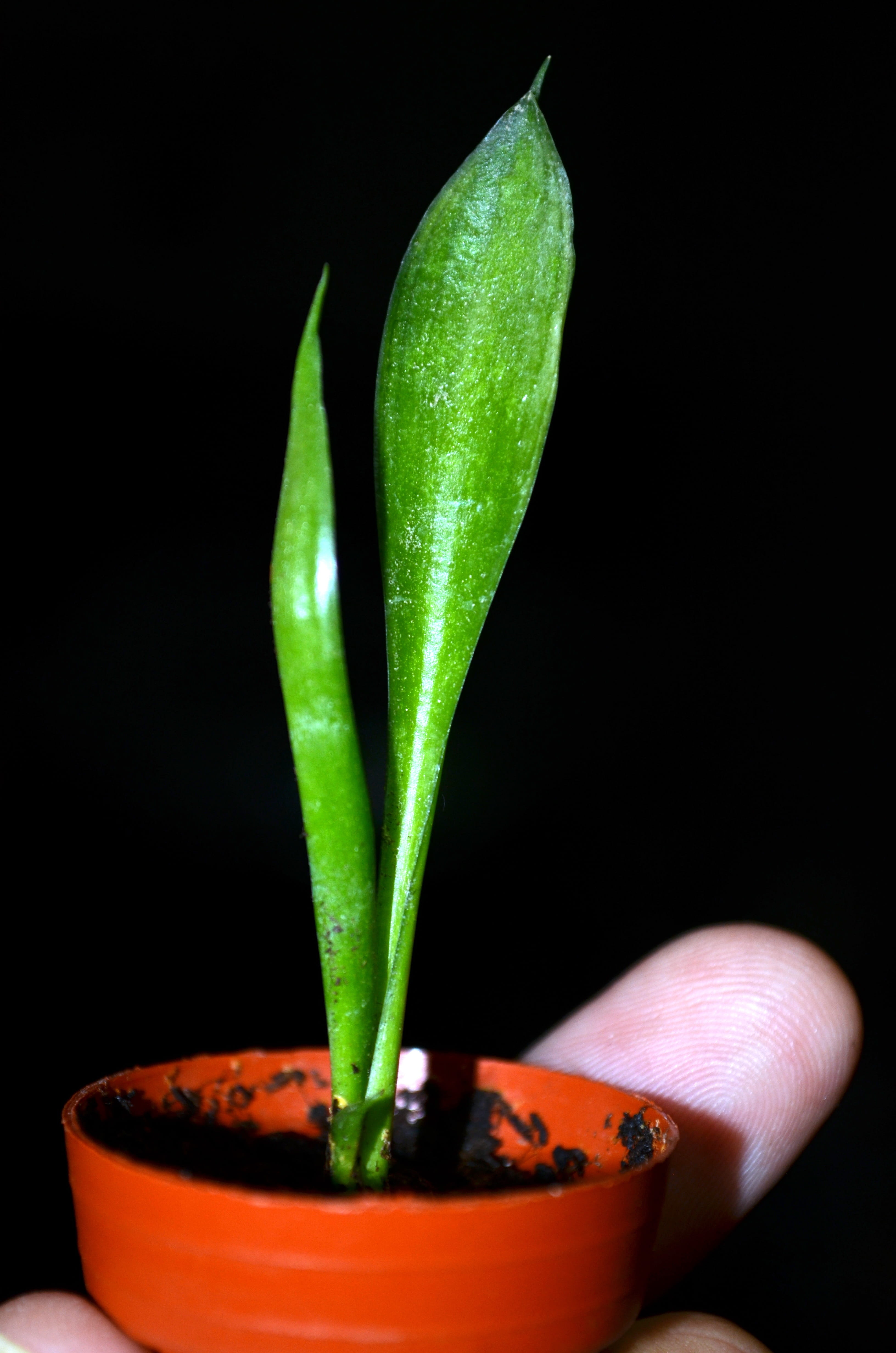 plant, leaf, potted plant, black background, plant part, no people, san severa, food, vase, studio shot, flower pot, pepper, food and drink, indoors, close-up, Phone HD Wallpaper