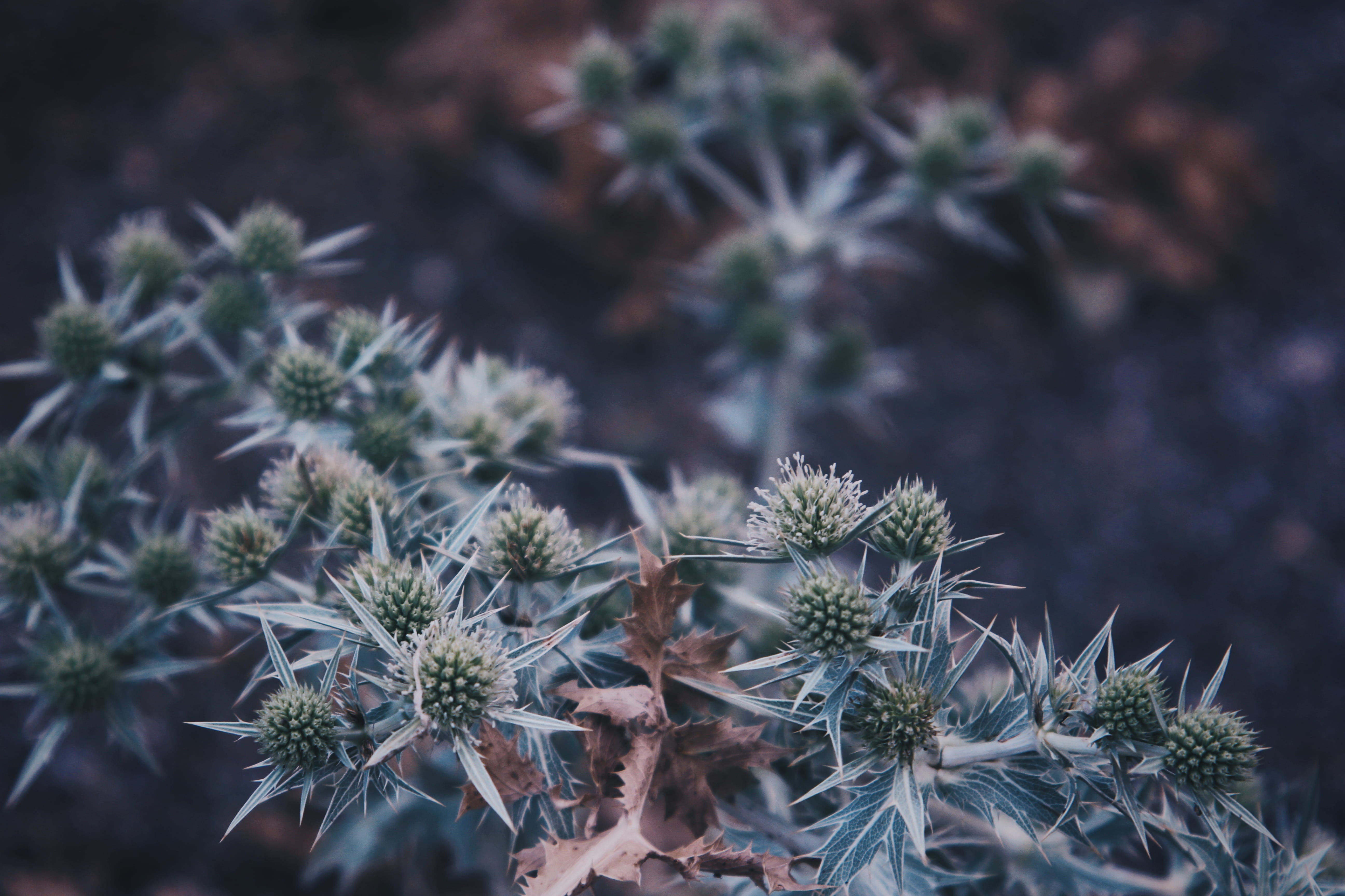 beauty in nature, flower, no people, focus on foreground, freshness, vulnerability, plant, autumn, 5K, puncture, spain, day, succulent plant, close-up, HD Wallpaper
