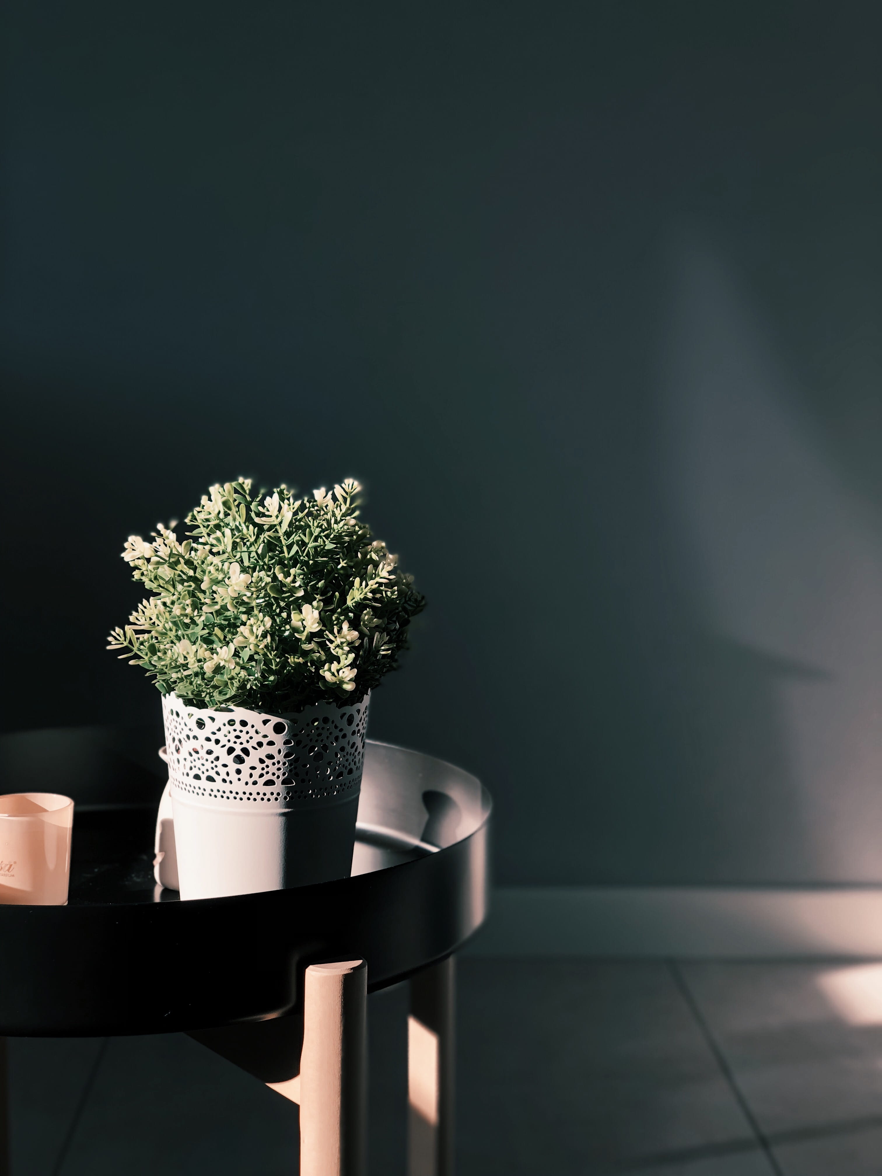 copy space, houseplant, indoors, sunlight, potted plant, table, sun, no people, vulnerability, close-up, nature, freshness, livingroom, wall - building feature, Phone HD Wallpaper