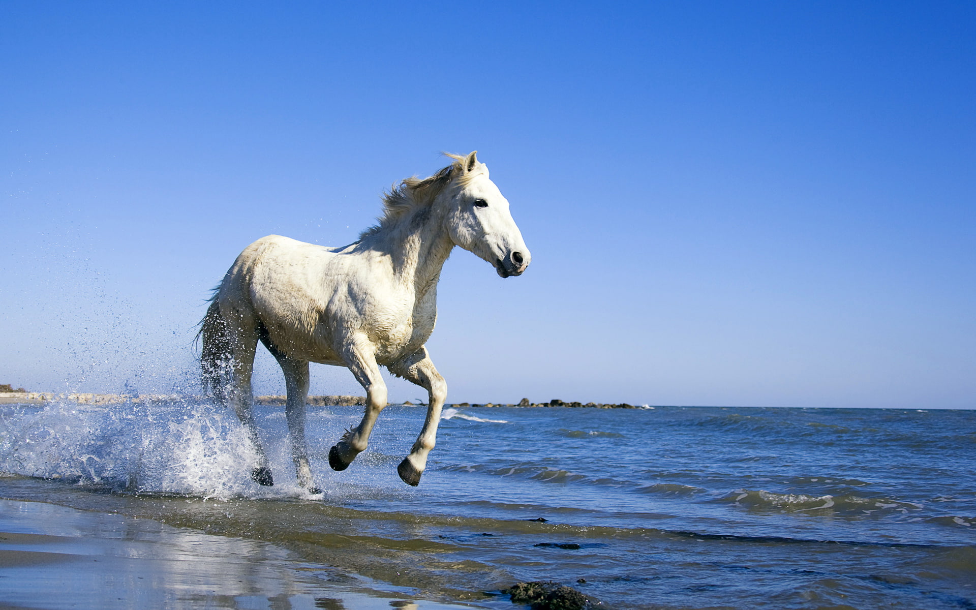 horse, camargue, white, 1080P, HD Wallpaper