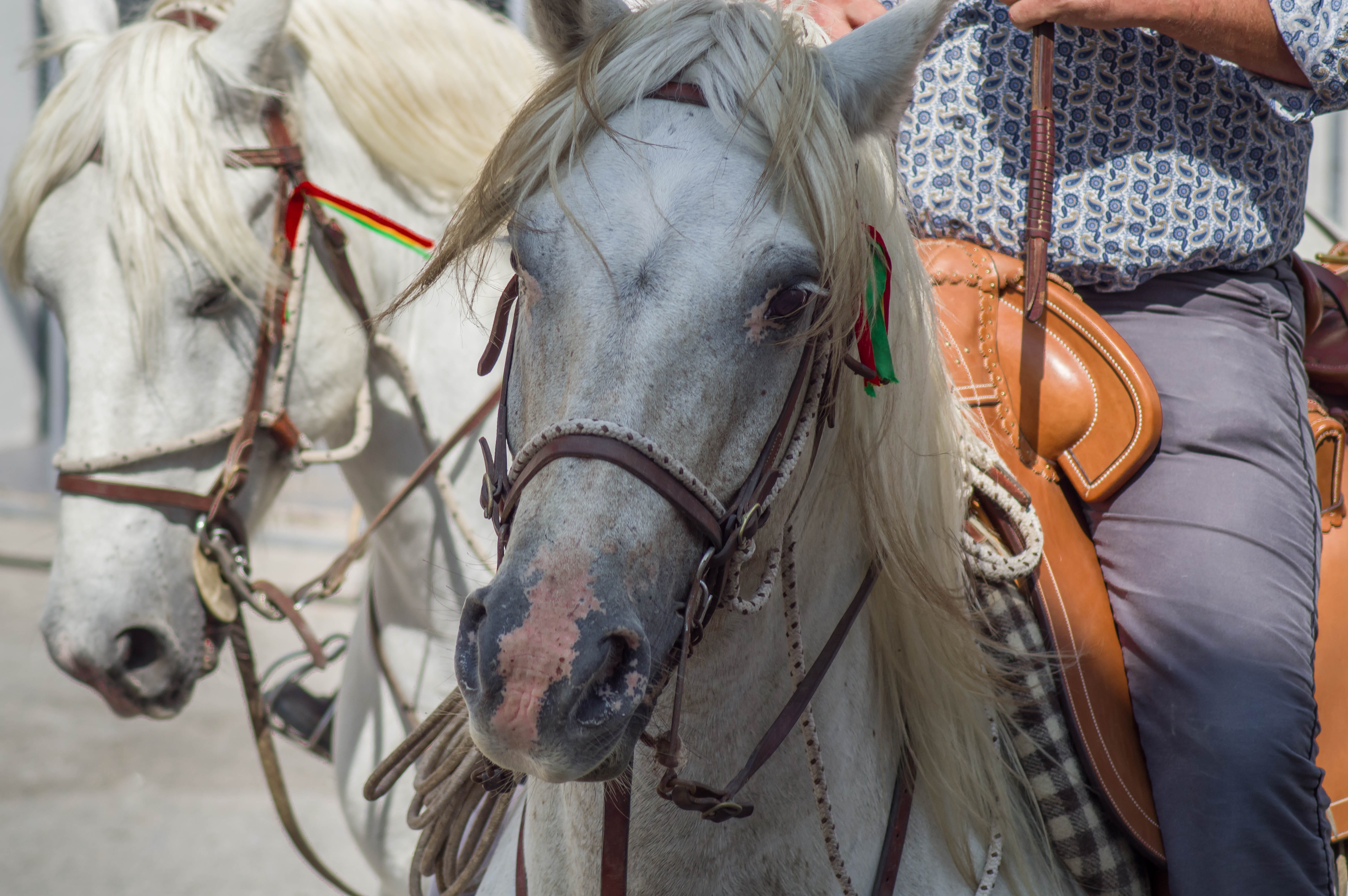 gardians, animal, camargue, focus on foreground, 5K, bridle, day, real people, horse, close-up, horseback riding, mammal, one animal, animal themes, domestic animals, HD Wallpaper