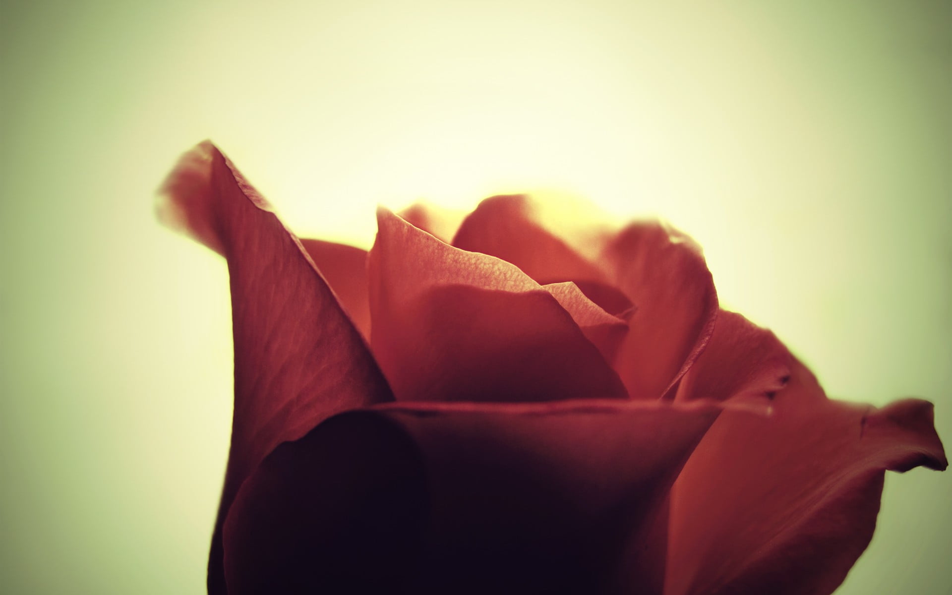 love, flowers, vulnerability, blossom, studio shot, inflorescence, close-up, backgrounds, single Flower, flower Head, nature, beauty In Nature, plant, fragility, HD Wallpaper