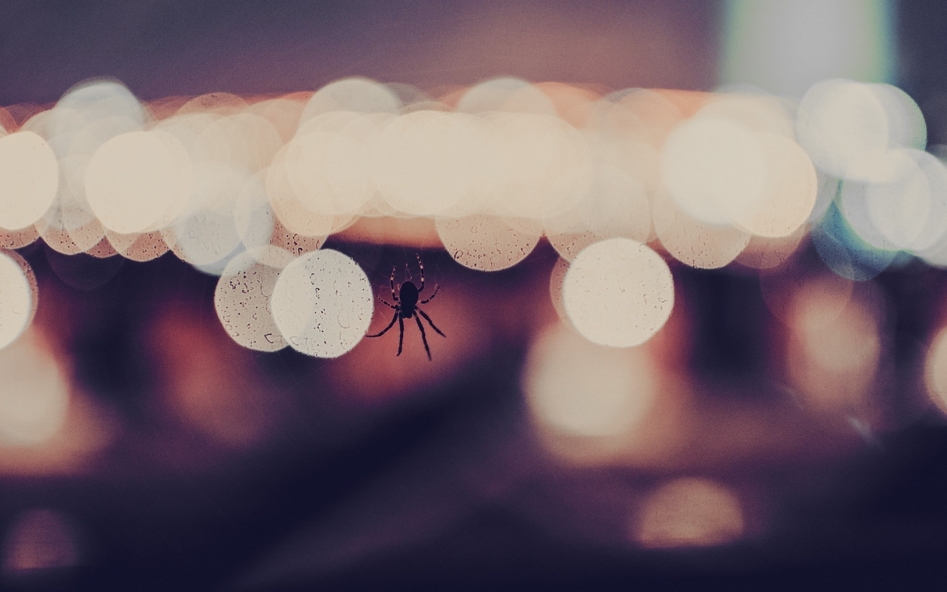 human body part, lights, human hand, lens flare, spider, celebration, window, indoors, illuminated, focus on foreground, selective focus, defocused, night, HD Wallpaper