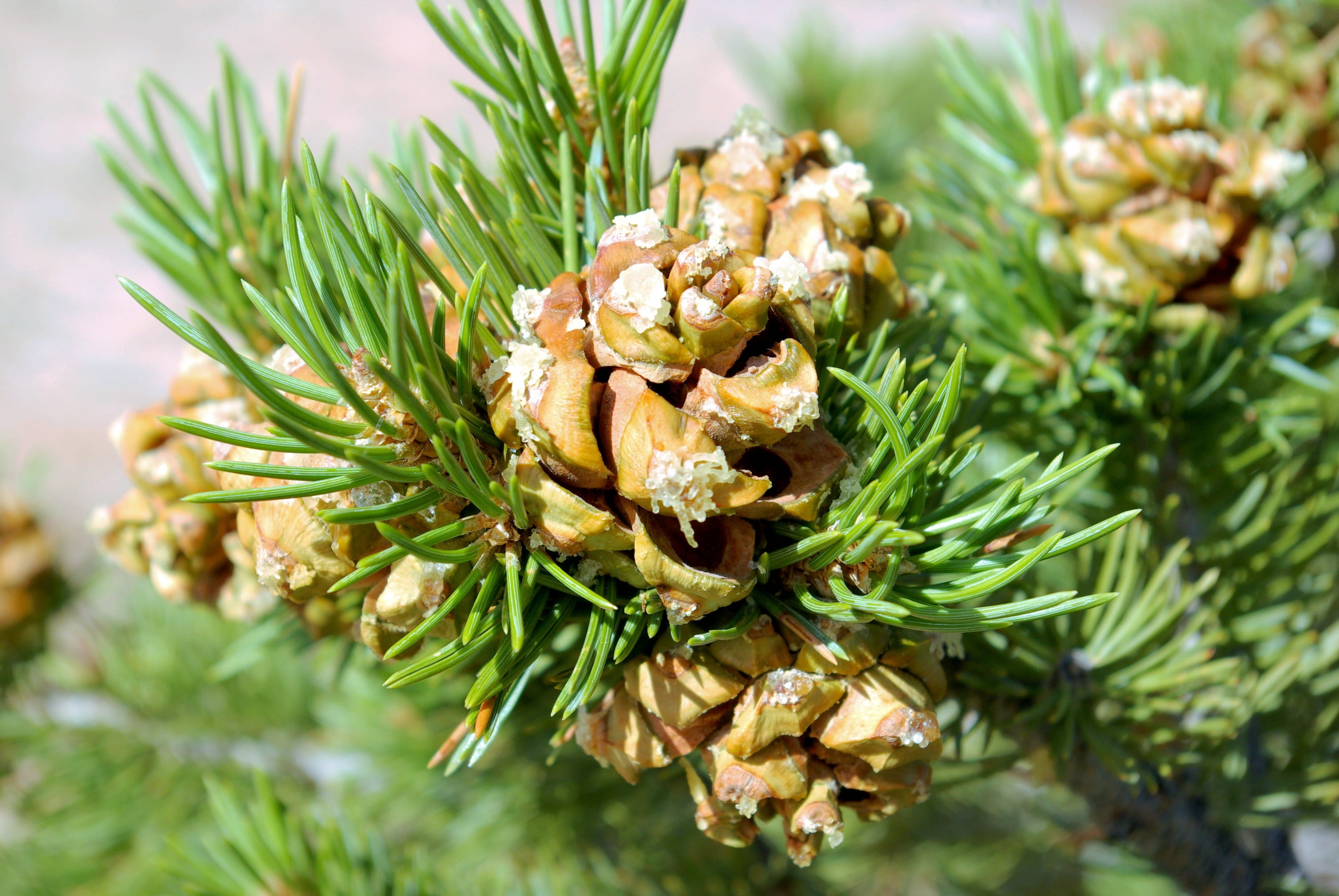 pine, freshness, pinion pine cones, growth, conifer, evergreen, beauty in nature, pinaceae, pine tree, nature, green color, outdoors, national, branch, HD Wallpaper