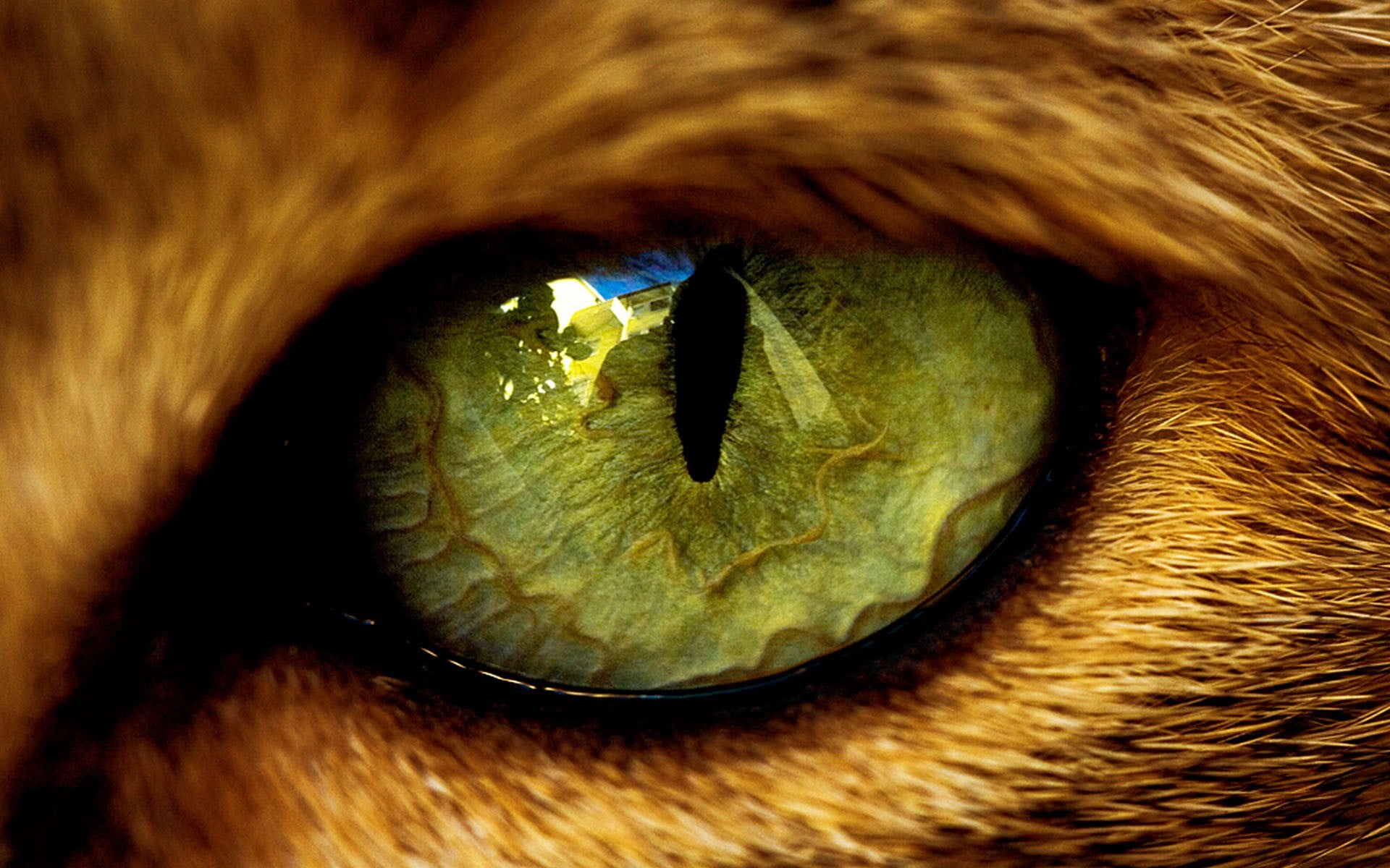 clip, animal eye, body part, 1080P, animal body part, eyeball, yellow, domestic, close-up, sensory perception, eyesight, one person, hair, iris - eye, HD Wallpaper