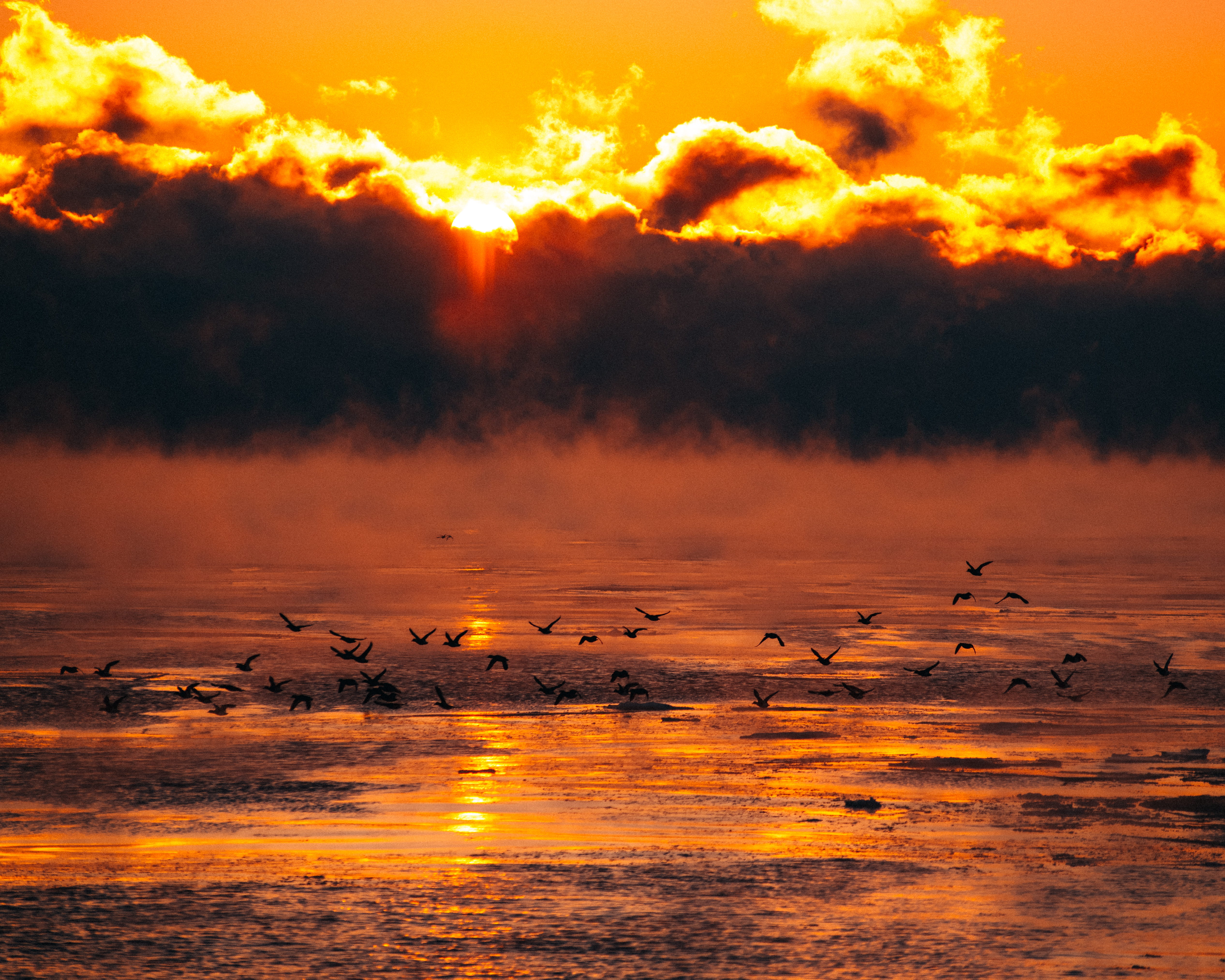cloud - sky, nature, mammal, fog, dusk, vertebrate, dawn, milwaukee, water, 4K, flock, wi, no people, large group of animals, sunrise, animal wildlife, HD Wallpaper