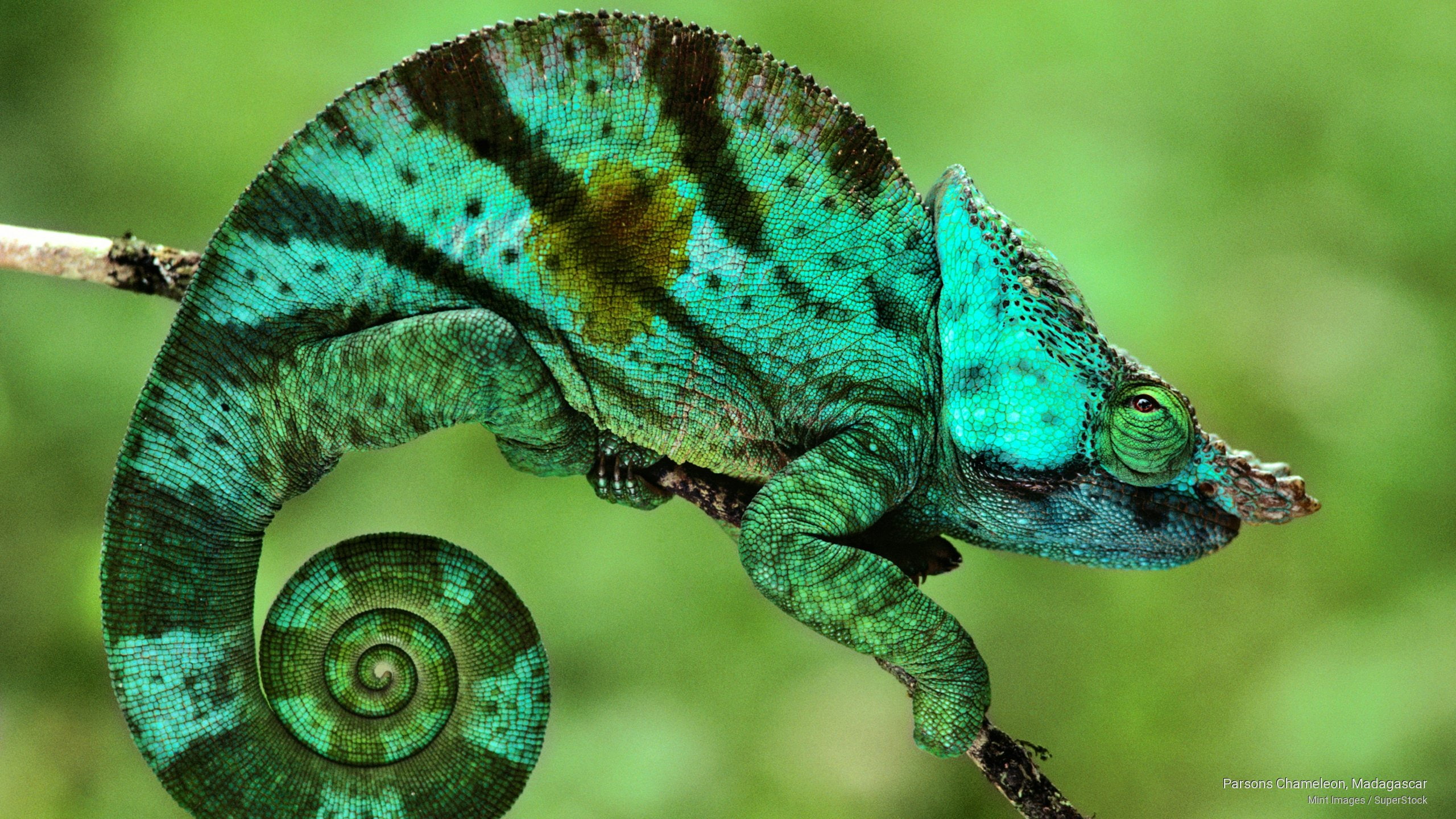 madagascar, chameleon, Animals, 2K, parsons, HD Wallpaper