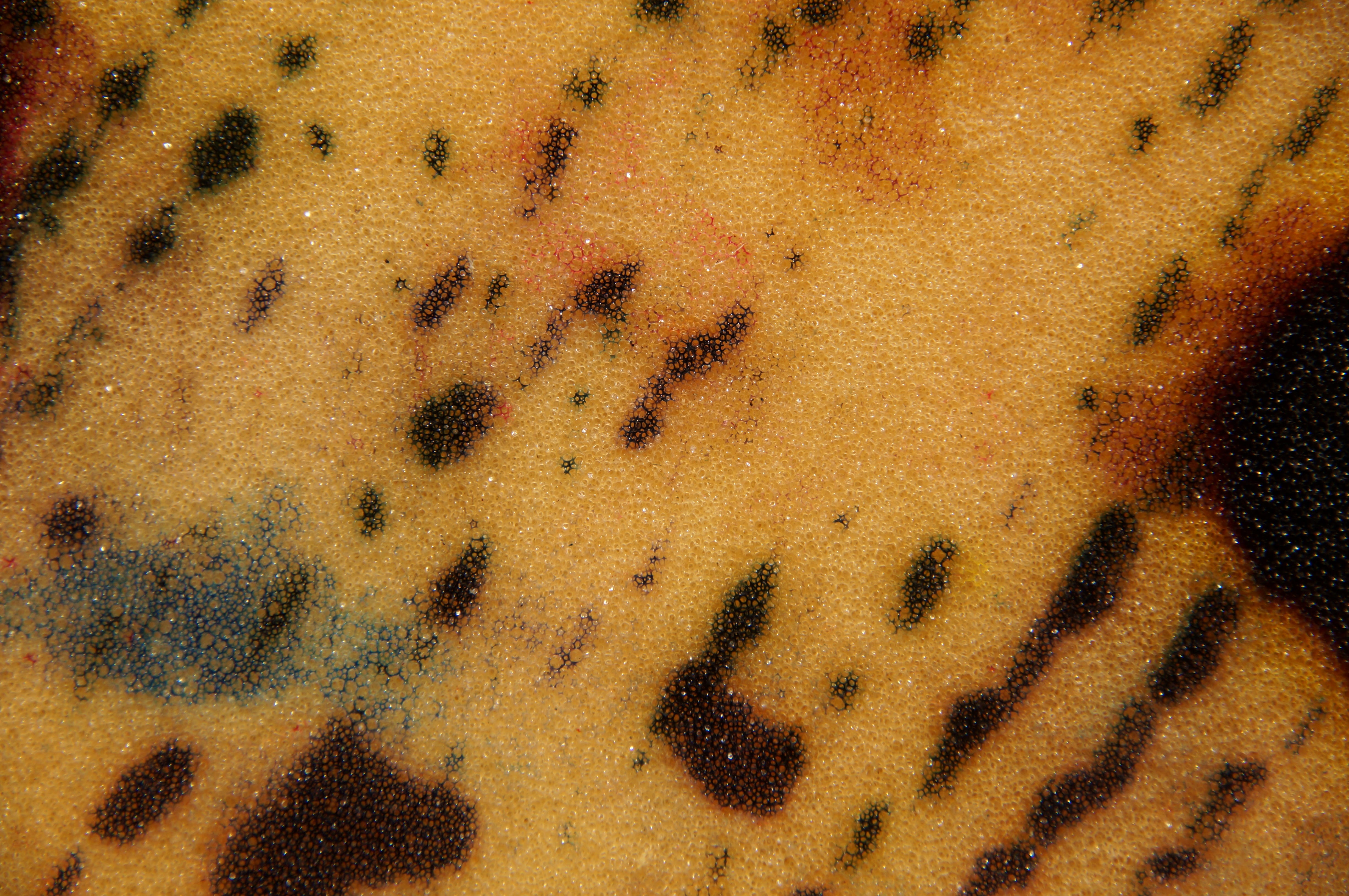 scrapbook, backgrounds, structure, sponge, 4K, large group of animals, farbkleckse, mammal, brown, ant, animal themes, colorful, texture, animal markings, HD Wallpaper