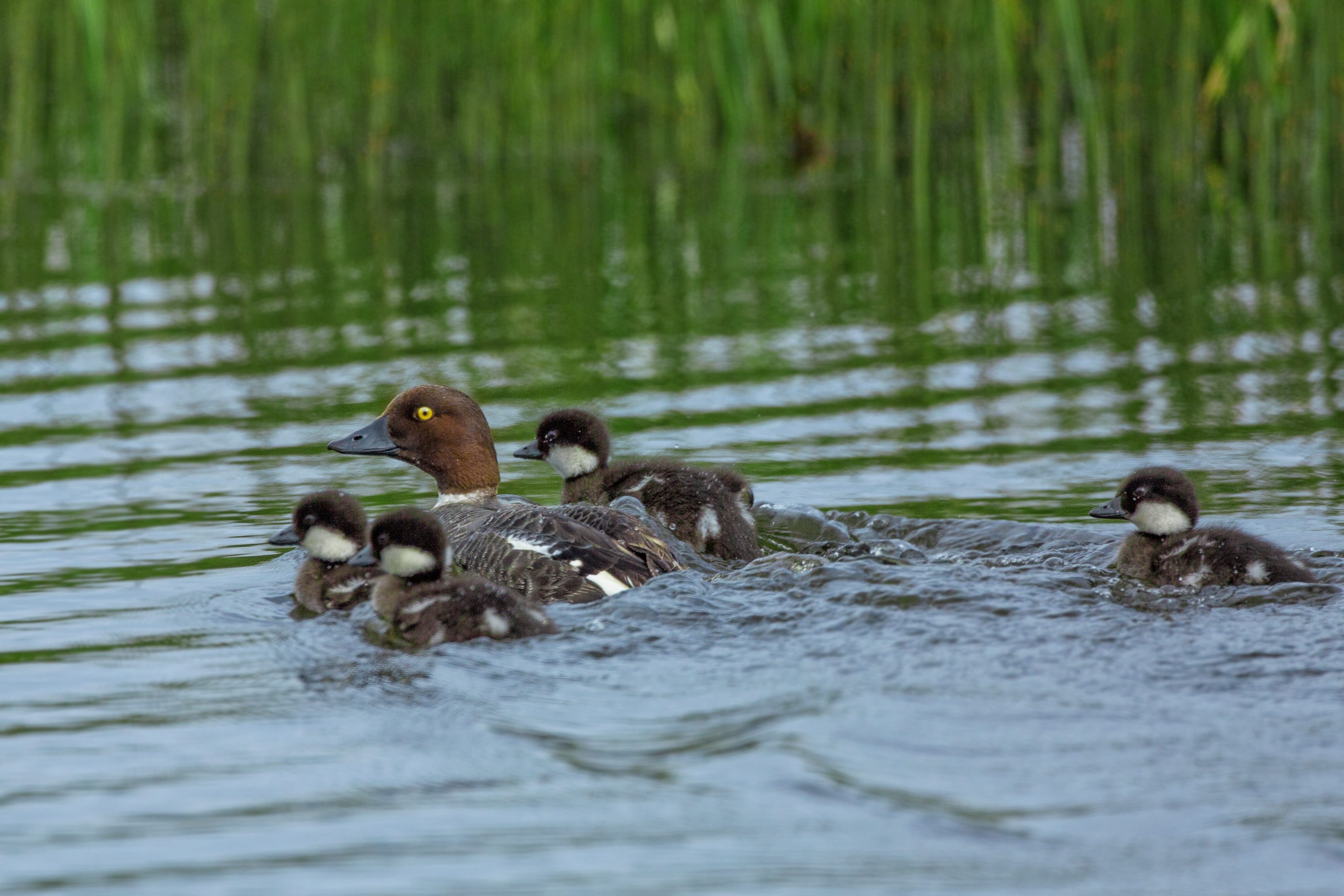 drake, gosling, waterfront, swimming, animal, young animal, lake, animals In The Wild, parent child, pond, wildlife, duck, medium group of animals, vertebrate, HD Wallpaper
