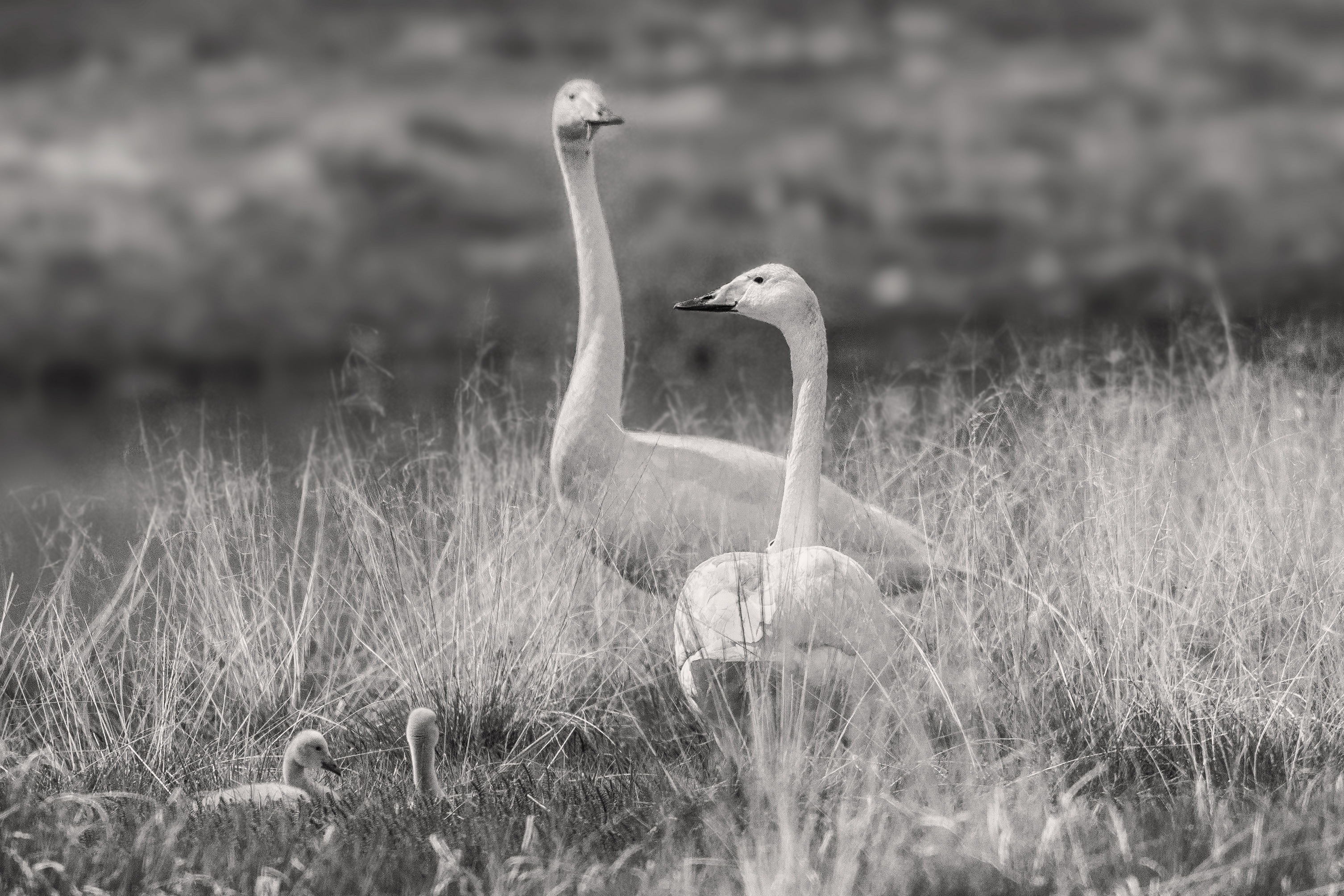 video high chou, animal, animal themes, bird, fax the lake, profile view, animal neck, one animal, animals in the wild, family, field, no people, side view, HD Wallpaper