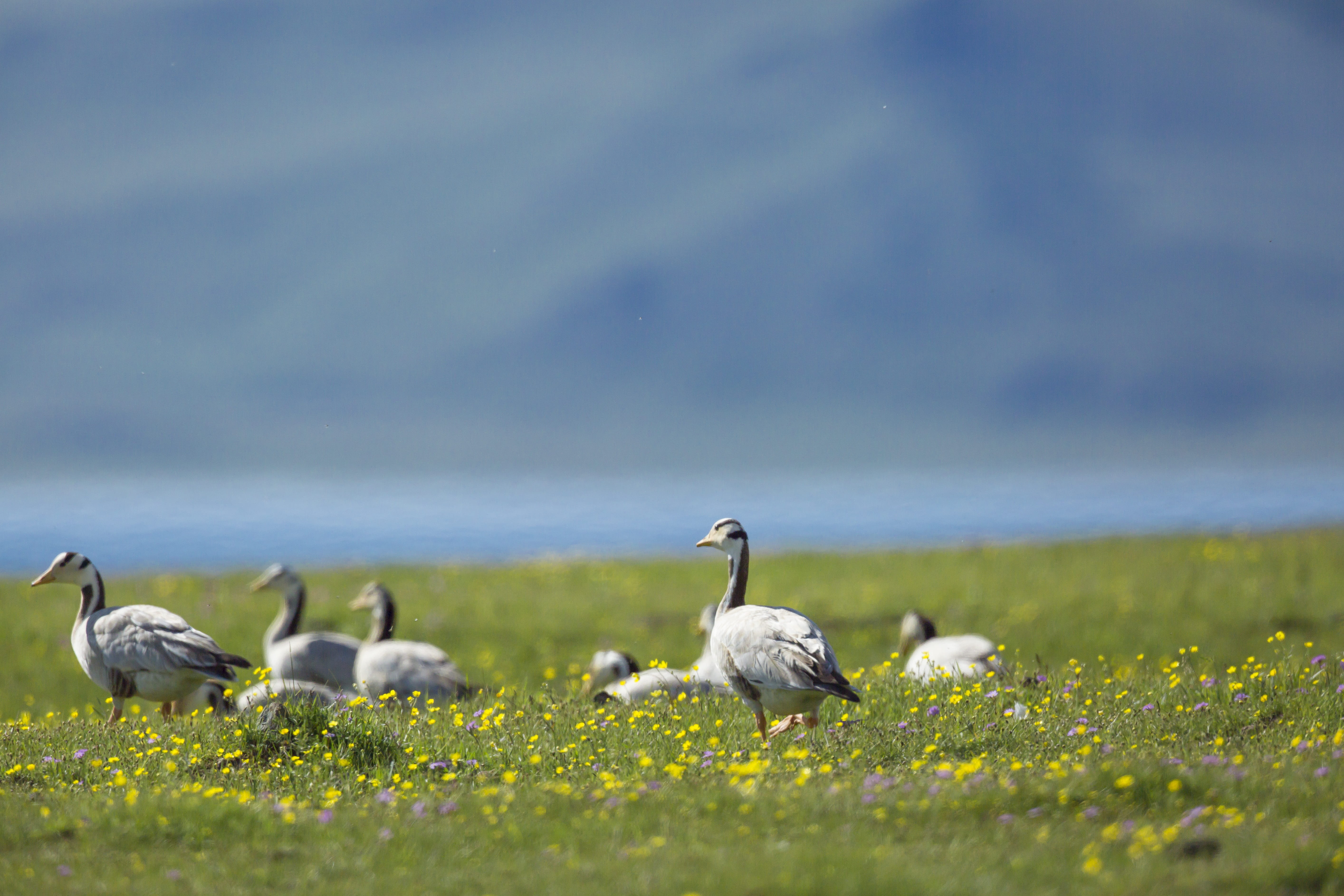 Northwest Part, day, no people, vertebrate, mongolia, goose, flowers, india gun, animals in the wild, plant, fax the northwest part, animal, grass, nature, HD Wallpaper