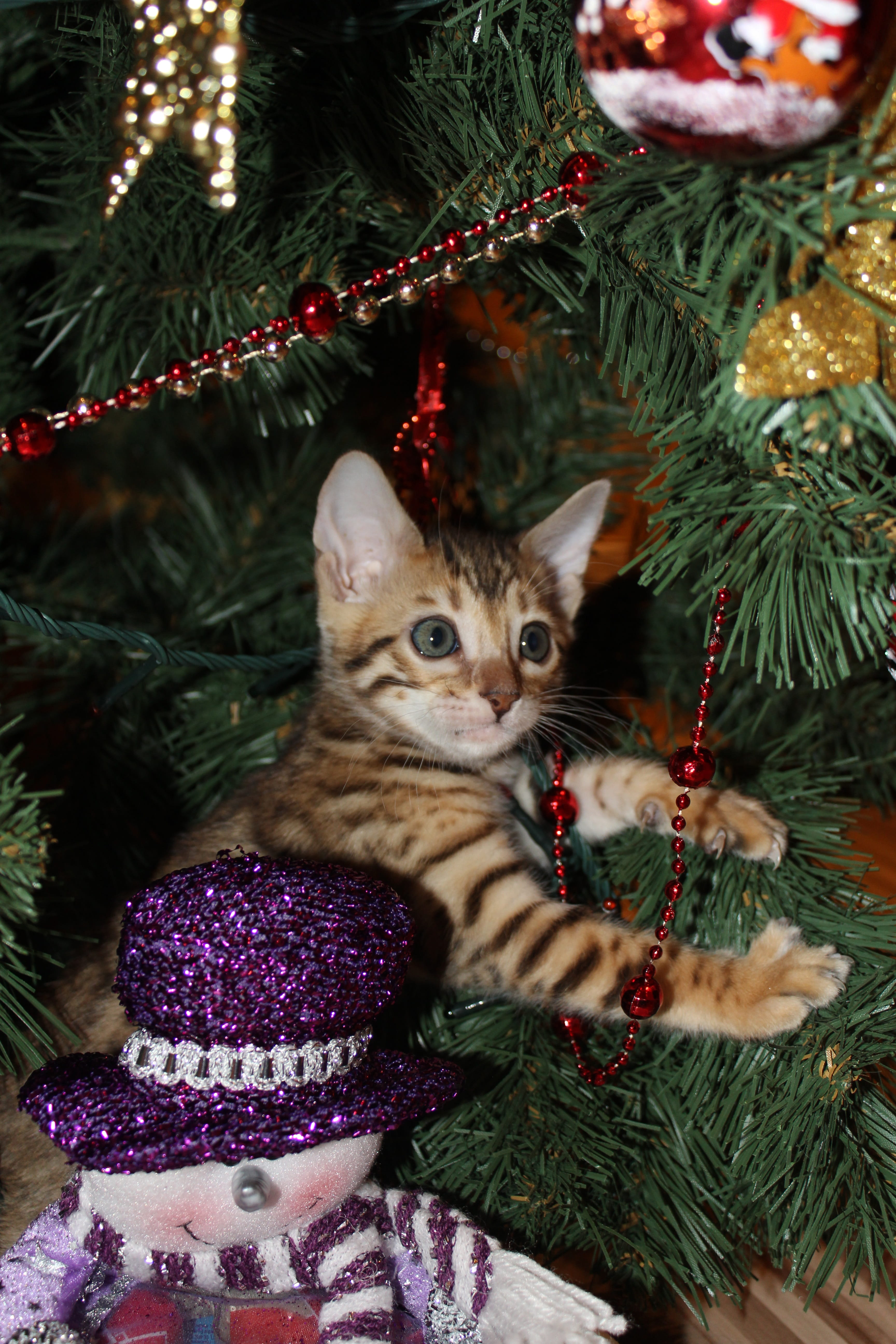 5K, pets, no people, Christmas, cat, feline, bengal, domestic cat, domestic animals, decor, decoration, domestic, brown, whisker, New YearS Eve, christmas decoration, Phone HD Wallpaper