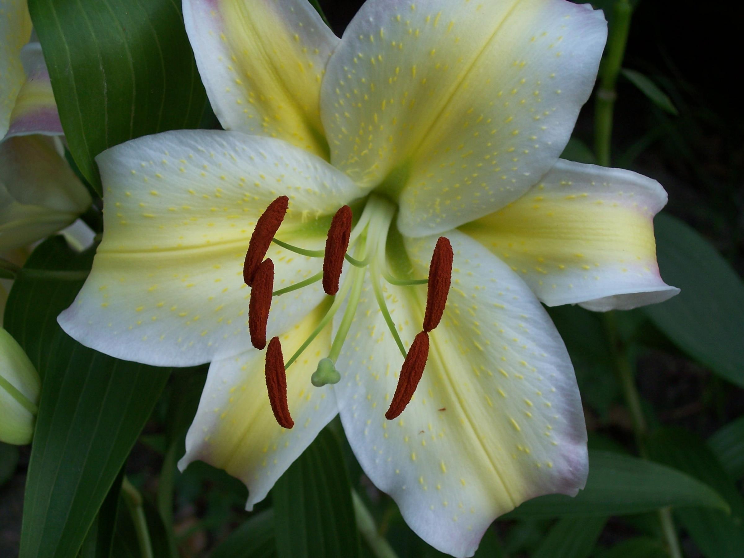 flowers, white, oriental, 3d and abstract, striped lily, lily, 1080P, flower, yellow, HD Wallpaper