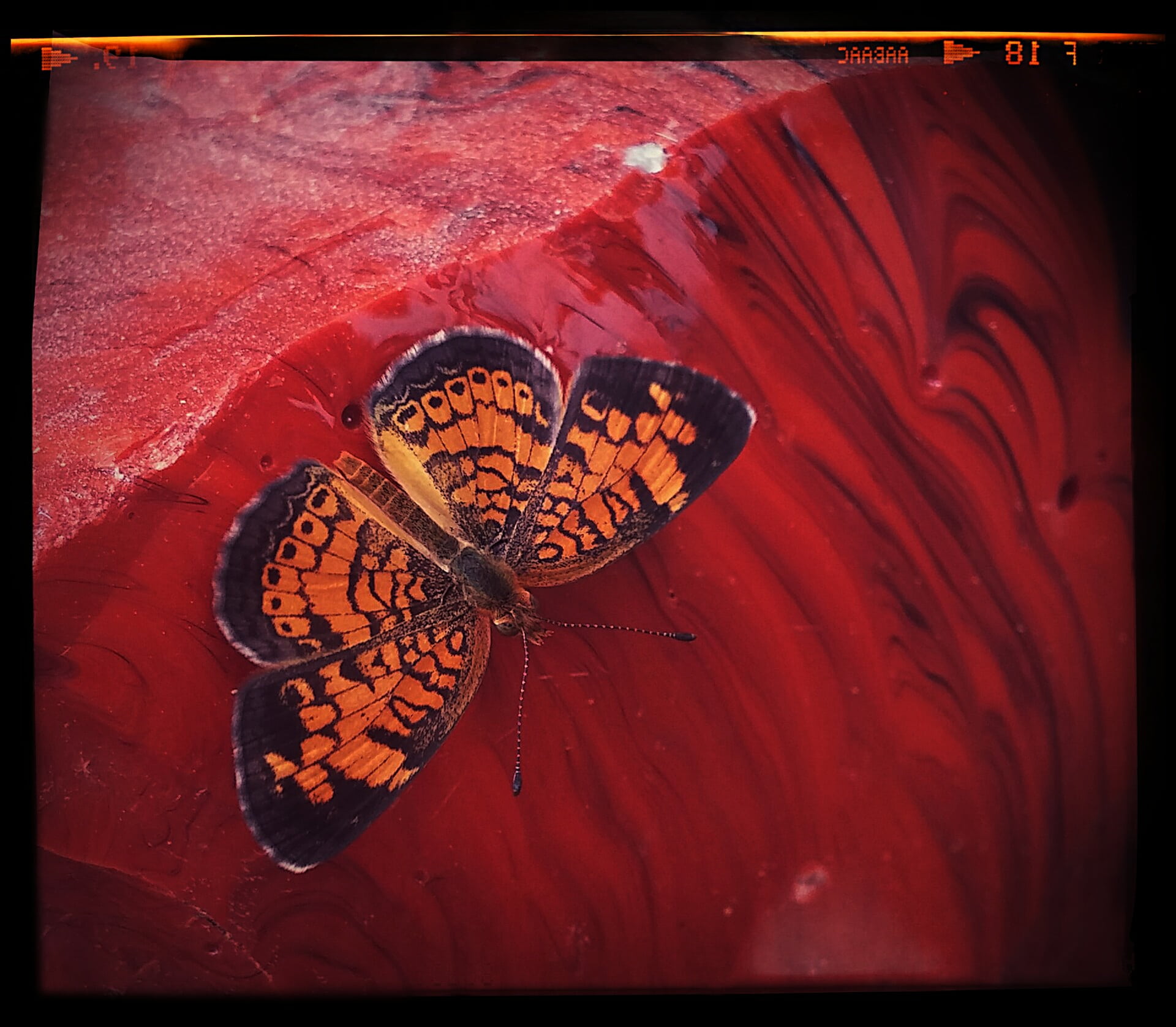 horizontal, stripes, glass scrap, invertebrate, rock shop, day, striped, outdoors, nature, small, auto post production filter, close-up, animal markings, HD Wallpaper
