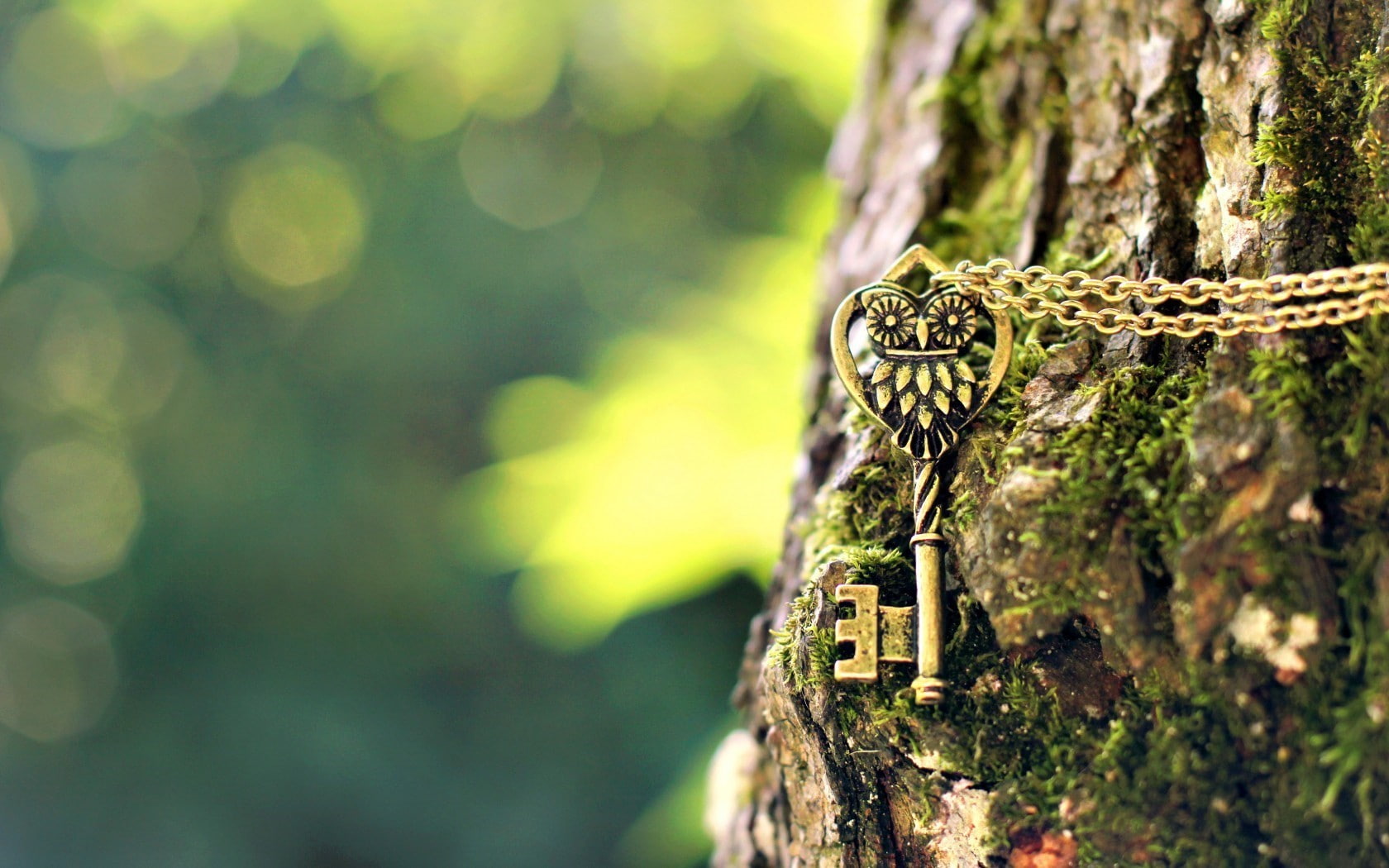 no people, reptile, rainforest, moss, plant bark, 720P, selective focus, green, depth of field, close-up, day, one animal, owl, land, photography, plant, HD Wallpaper