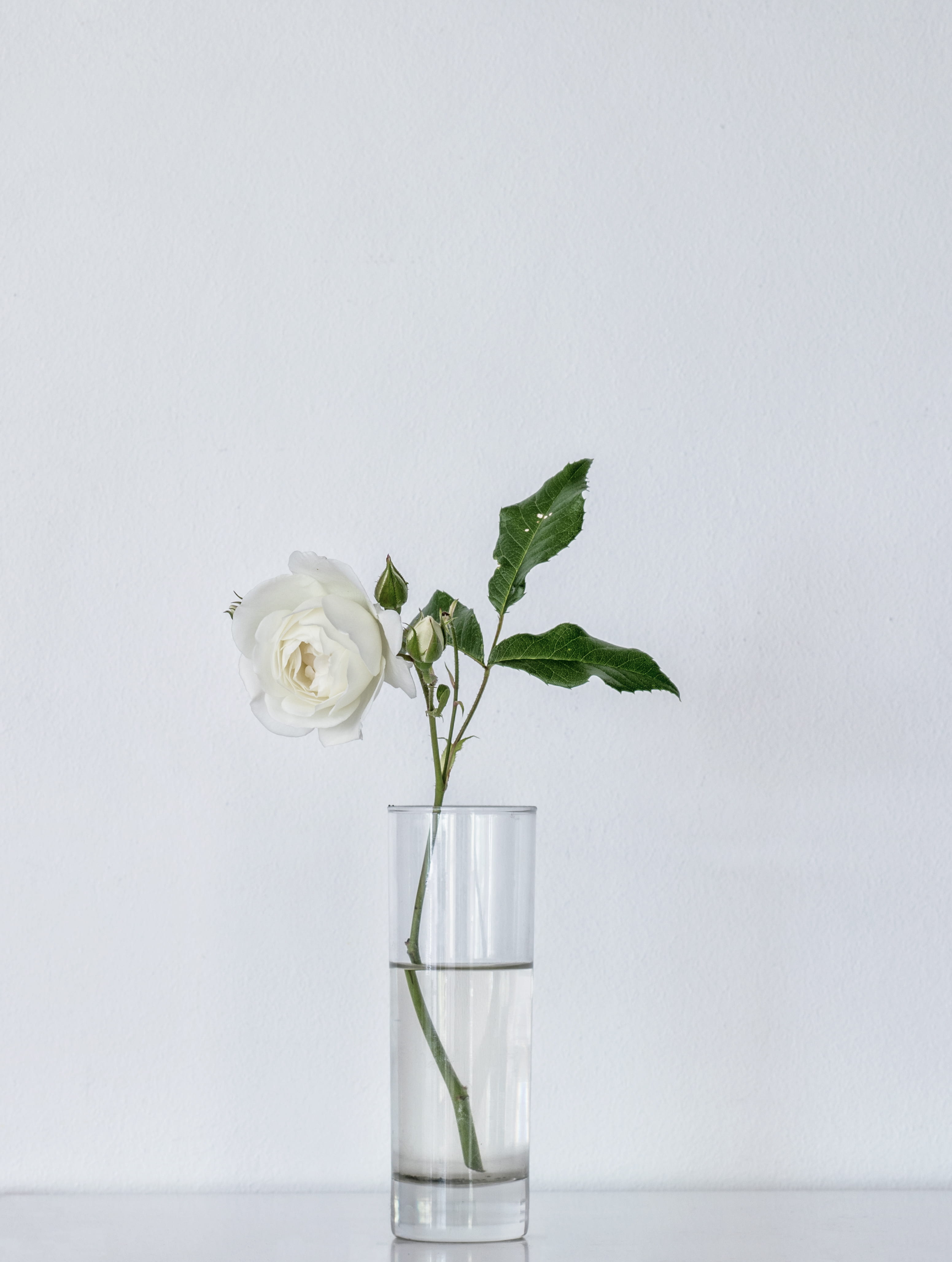 4K, flower head, plant stem, no people, white background, freshness, clear, white rose, vulnerability, glass, cup, closeup, copy space, beauty in nature, Phone HD Wallpaper