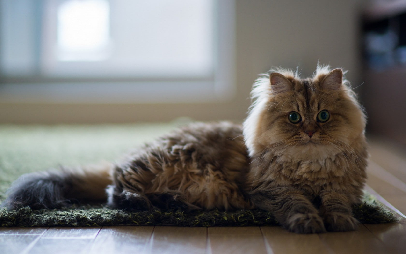 animals, portrait, animal, relaxation, lying down, maine coon cat, domestic, animal eye, whisker, domestic cat, mammal, animal themes, flooring, carpets, HD Wallpaper