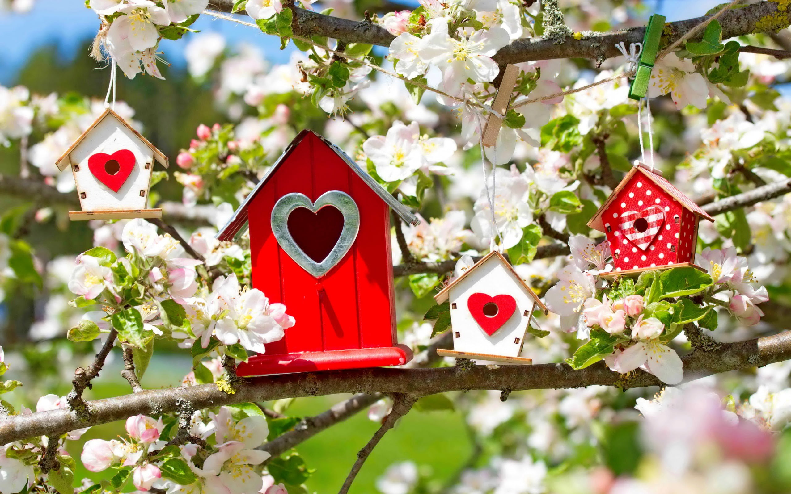 branches, birdhouses, morning, spring, heart, Apple, tree, houses, sunlight, 2K, flowers, birdhouse, macro, HD Wallpaper