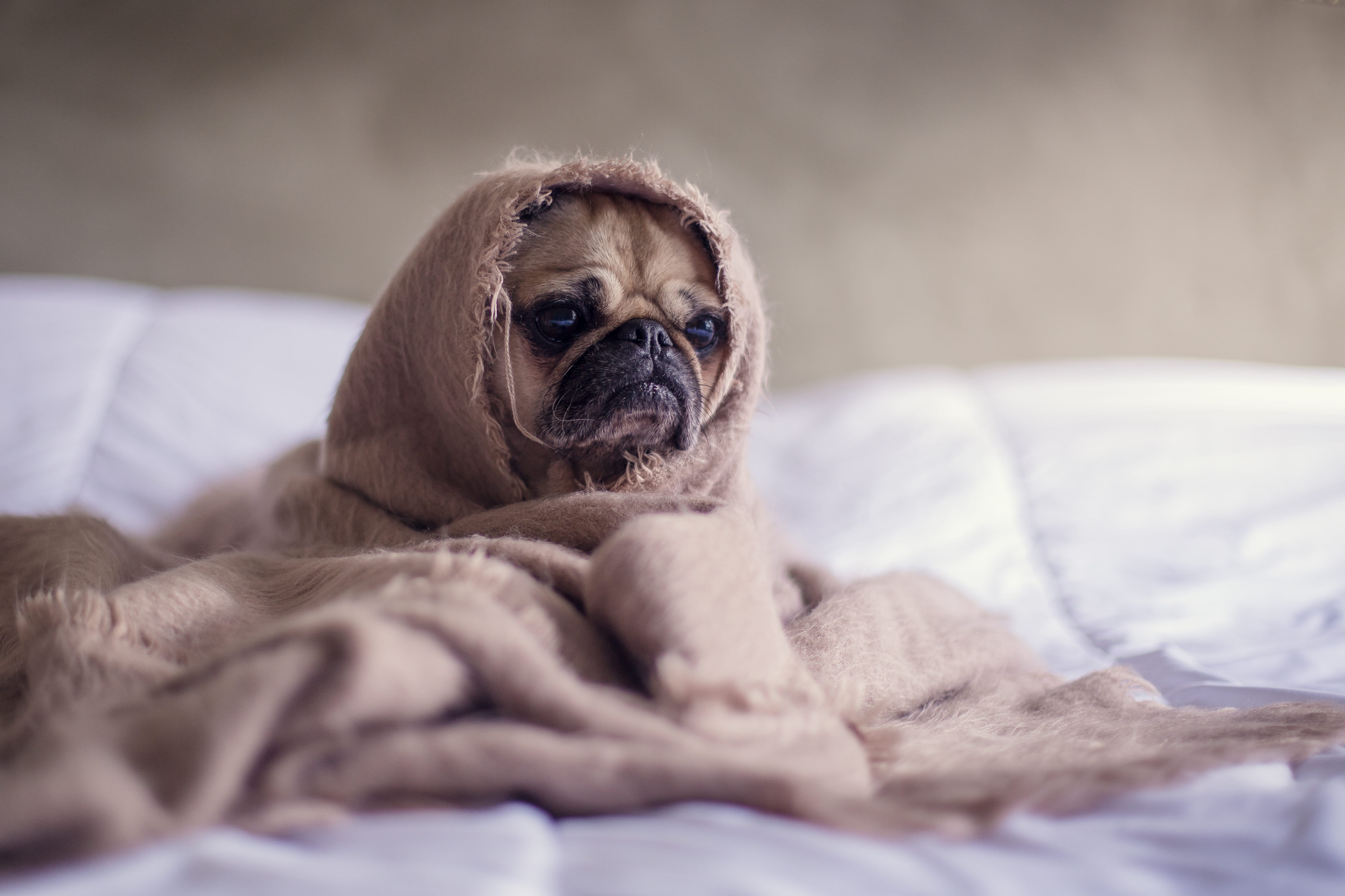 domestic animals, no people, domestic, bed, 4K, animal themes, blanket, animal head, domestic room, canine, selective focus, mammal, one animal, small, HD Wallpaper