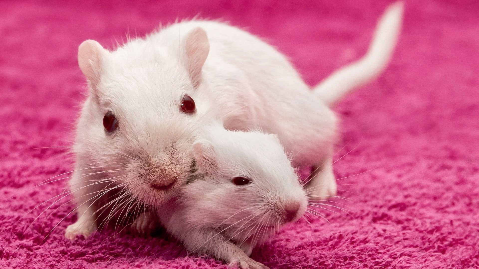rabbit - Animal, no people, pink color, animal, studio Shot, rodent, one Animal, young Animal, vertebrate, fluffy, rats, indoors, domestic, focus on foreground, HD Wallpaper