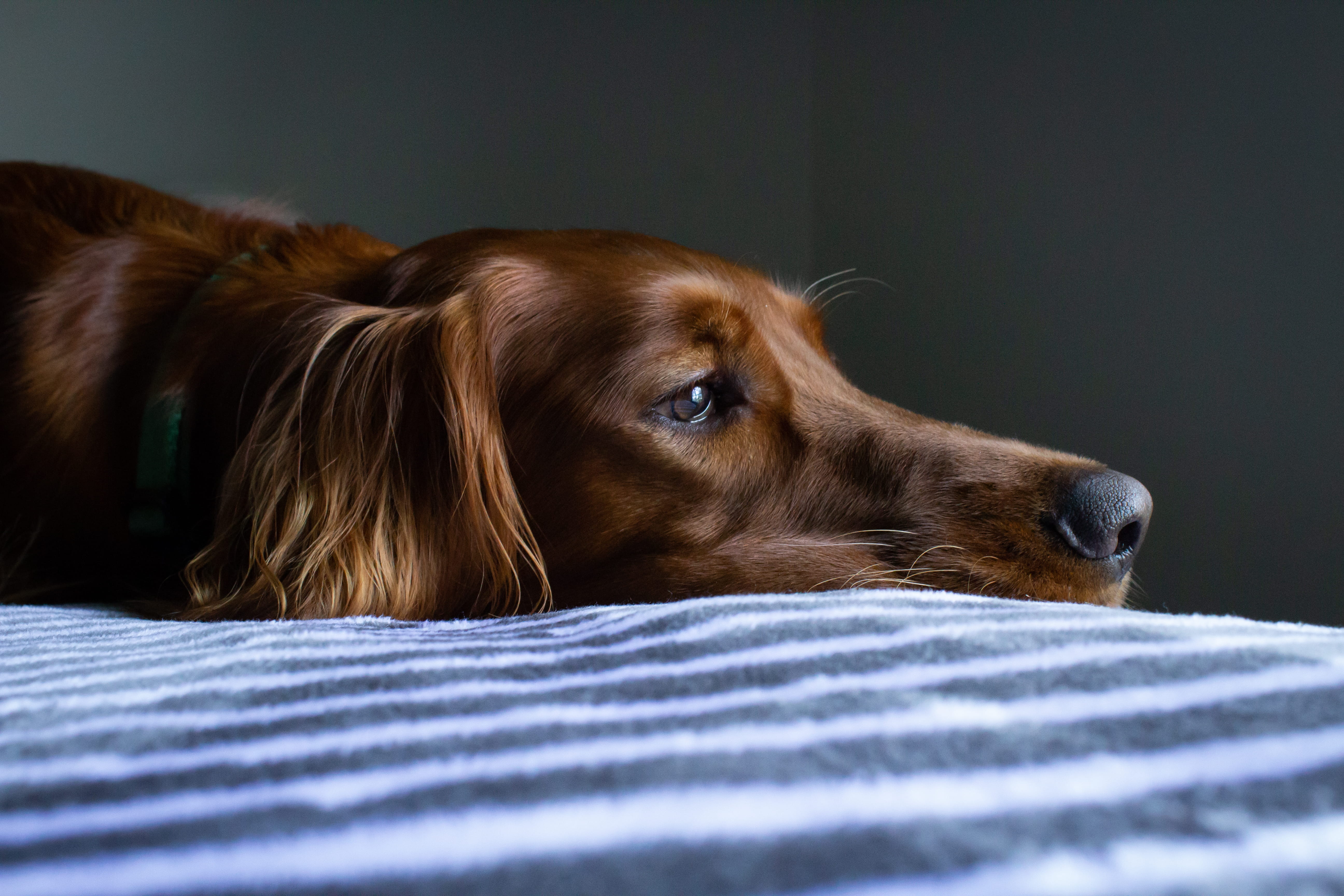 no people, brown, indoors, striped, texture, portrait, lying, 5K, decor, tired, pets, blanket, relaxation, domestic, lying down, animal themes, coat, interior design, HD Wallpaper