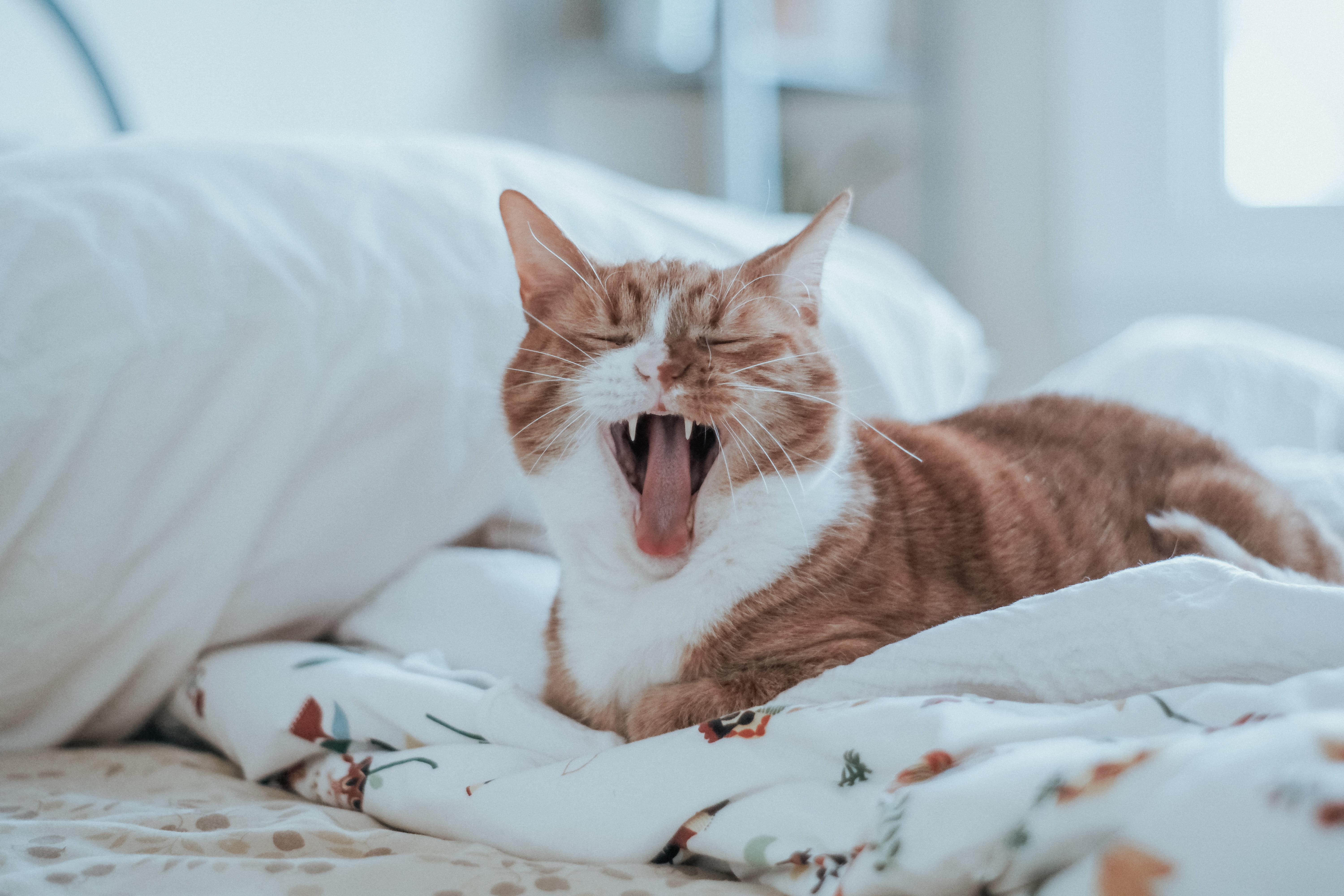 one animal, table, domestic animals, bedspread, domestic, facial expression, pet, whisker, domestic cat, indoors, 5K, orange, tan, yawning, lying down, HD Wallpaper