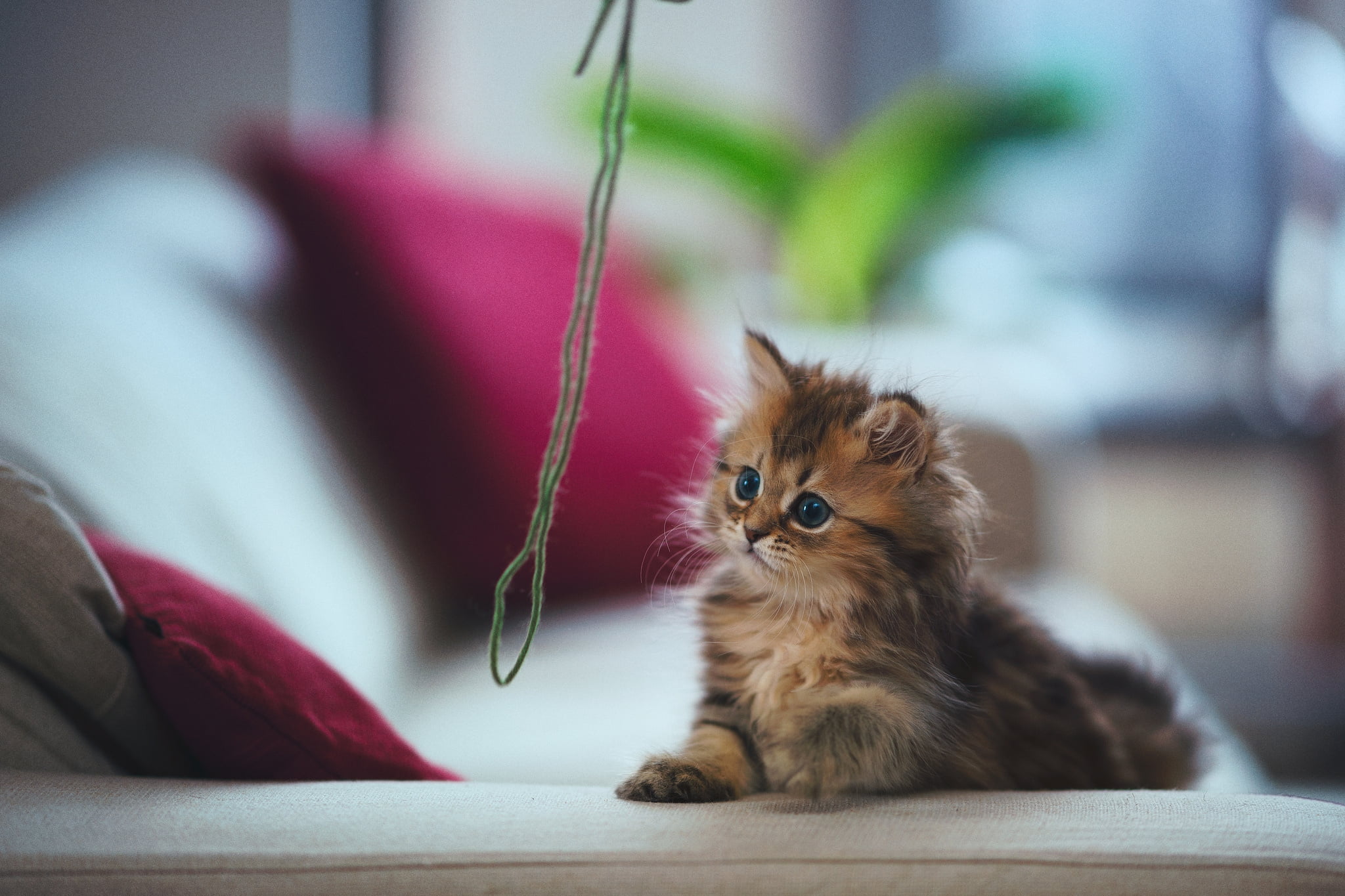 brown, room, vertebrate, mammal, bed, indoors, young Animal, pets, playful, cat, tabby, home Interior, fun, sleeping, play, selective focus, cute, looking, HD Wallpaper