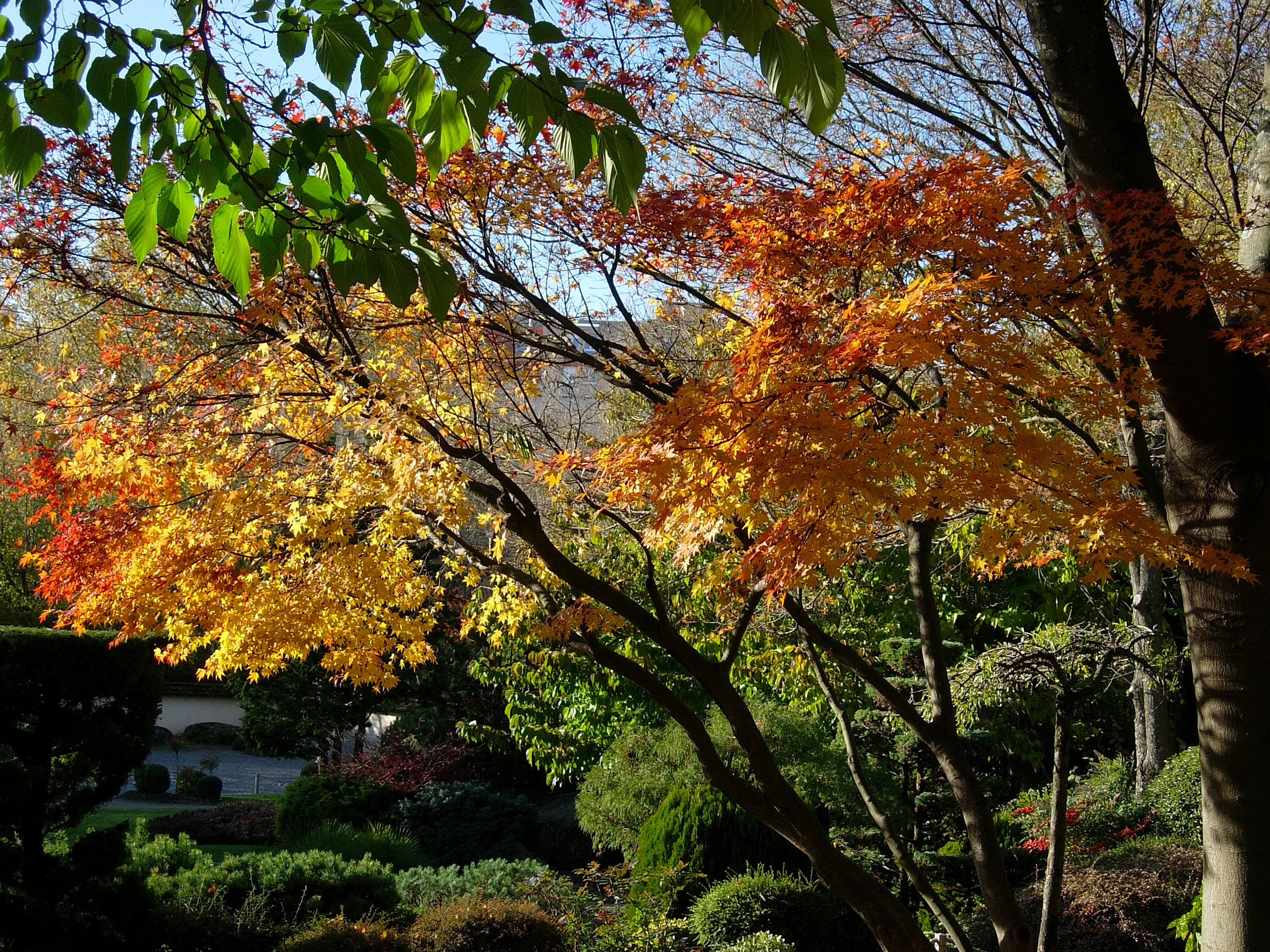 tranquility, plant part, scenics - nature, orange color, branch, outdoors, toulouse, autome, tree, beauty in nature, change, leaf, low angle view, tree trunk, HD Wallpaper