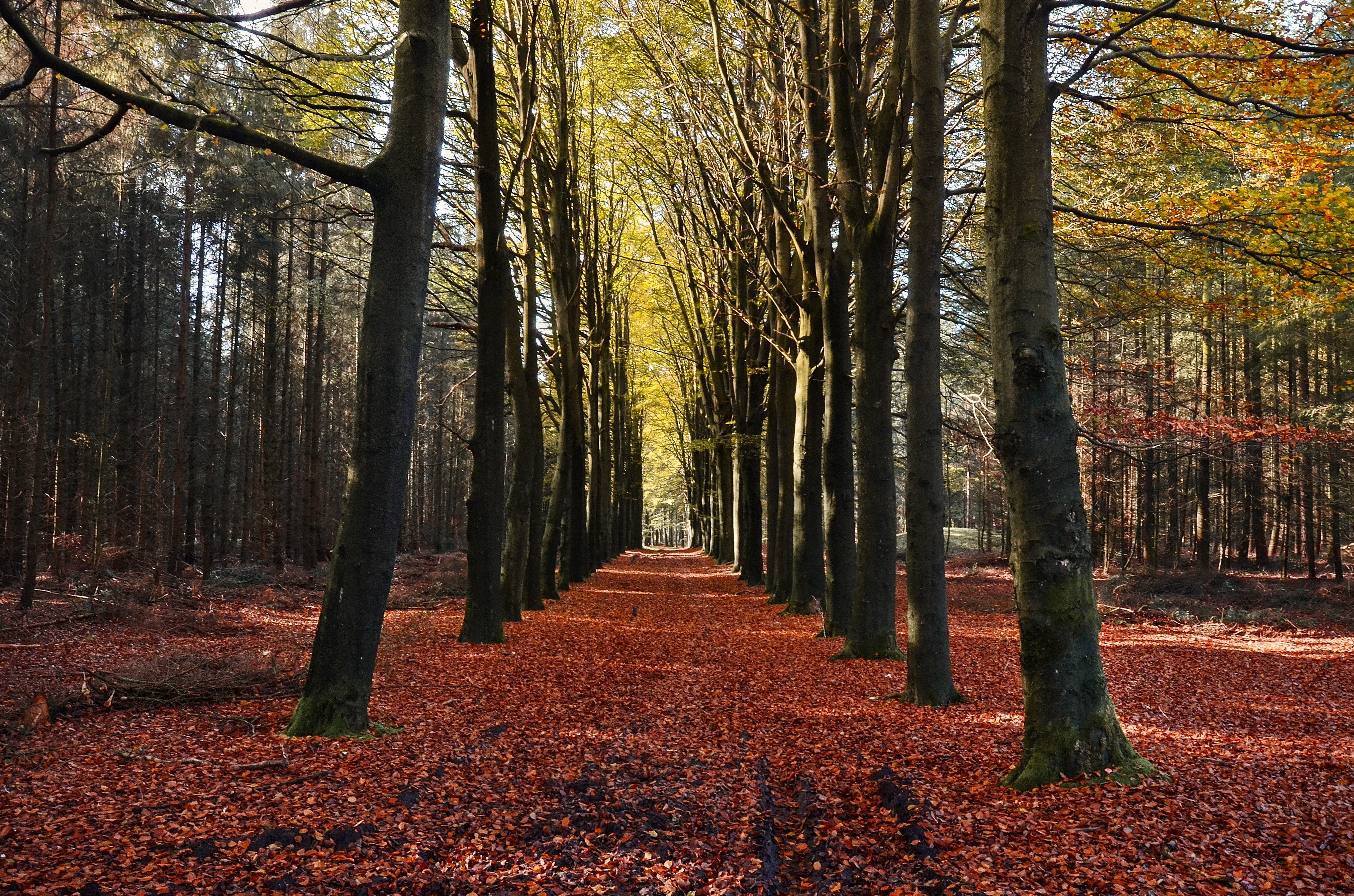 autom, outdoor, tree, day, plant, autumn, lane, fall, autumn collection, natural, leaves, beauty in nature, tranquility, leaf, direction, trees, photo, HD Wallpaper