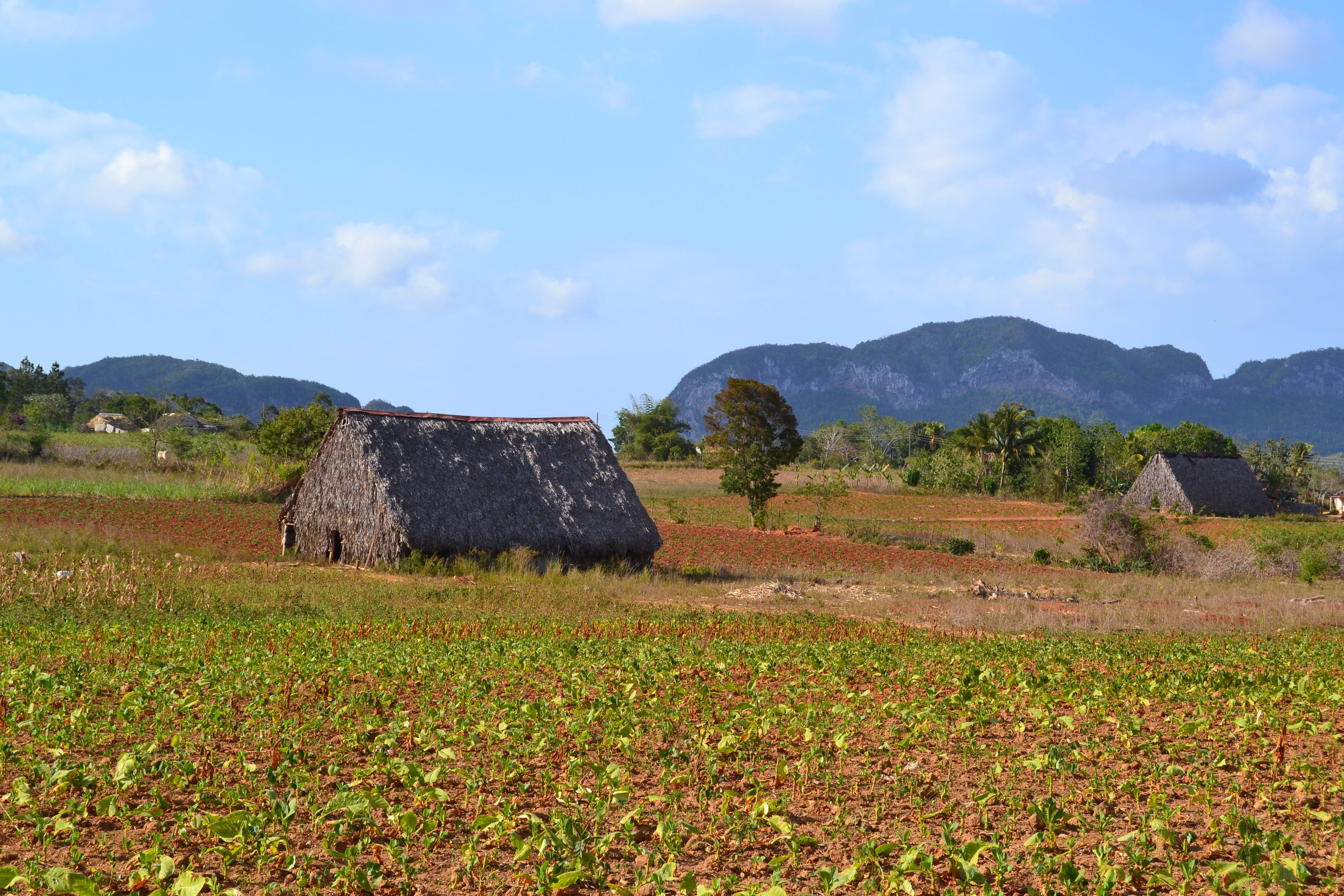 hut, environment, house, caribbean, plant, grass, land, day, sky, tobacco, tranquil scene, tranquility, farm, 4K, Viñales Valley, no people, mountain, HD Wallpaper